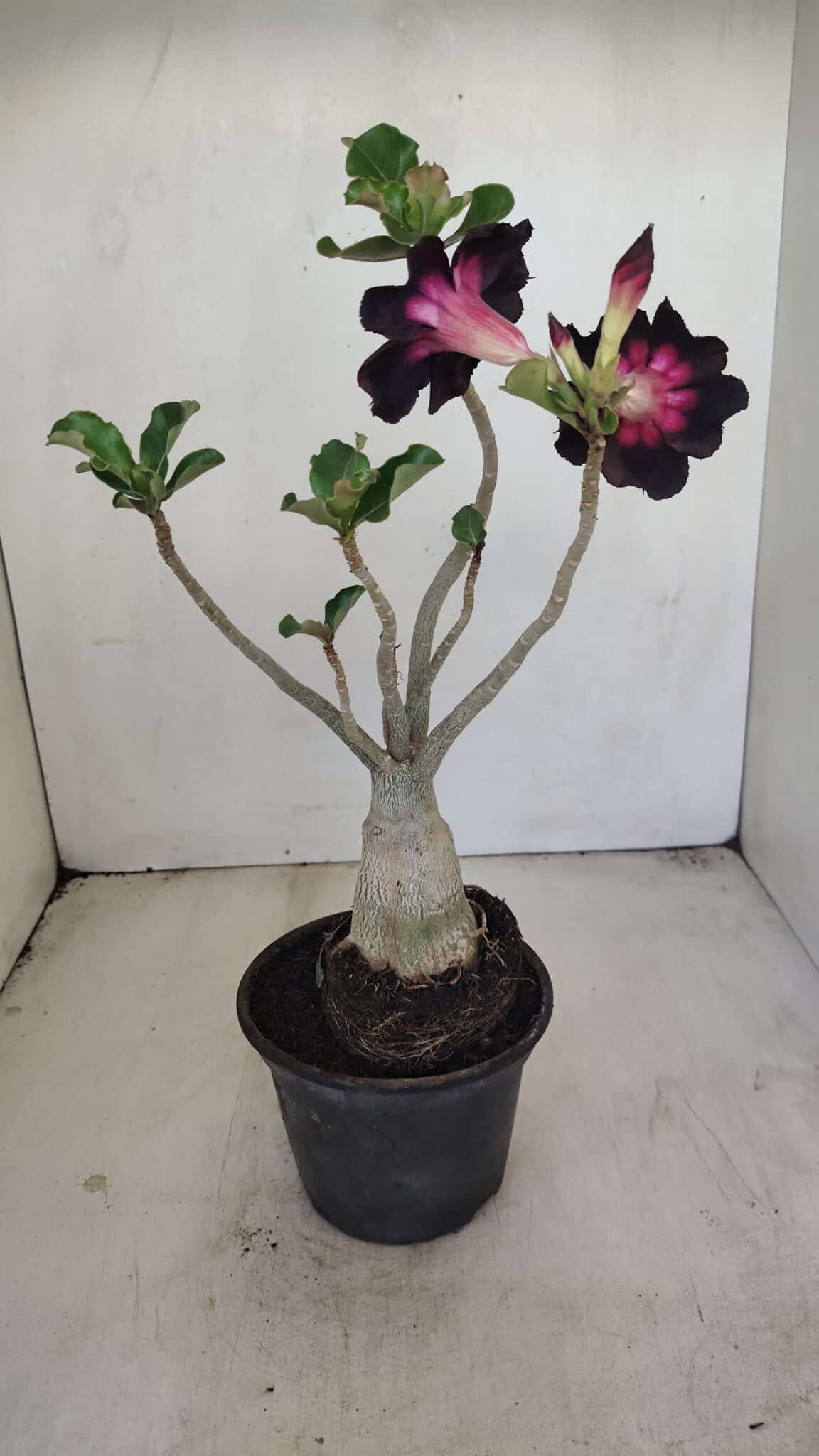 Planta Simples 3200 – 35cm – 03 anos - foto 5