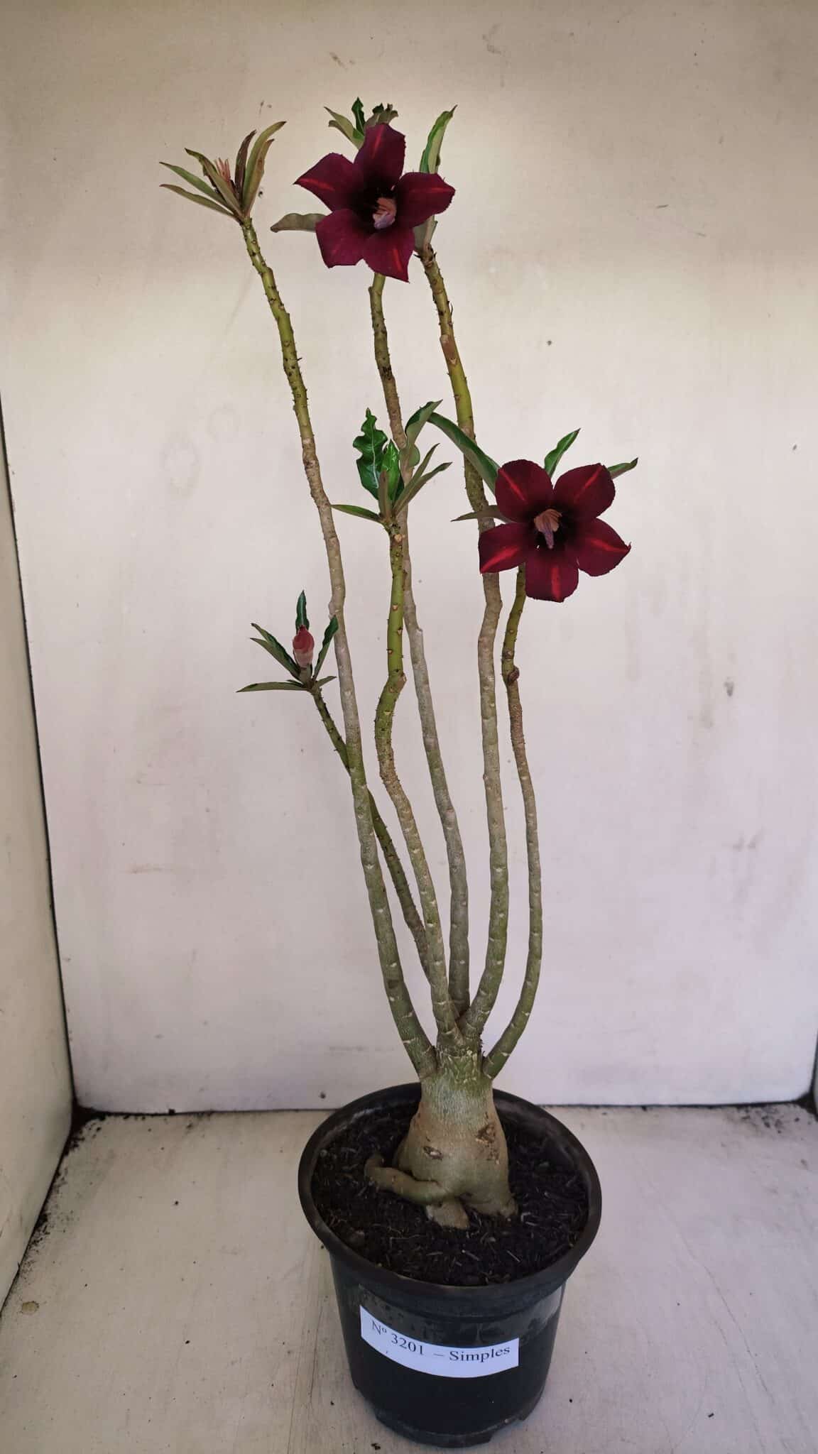 Planta Simples 3201 – 35cm – 03 anos - foto 2