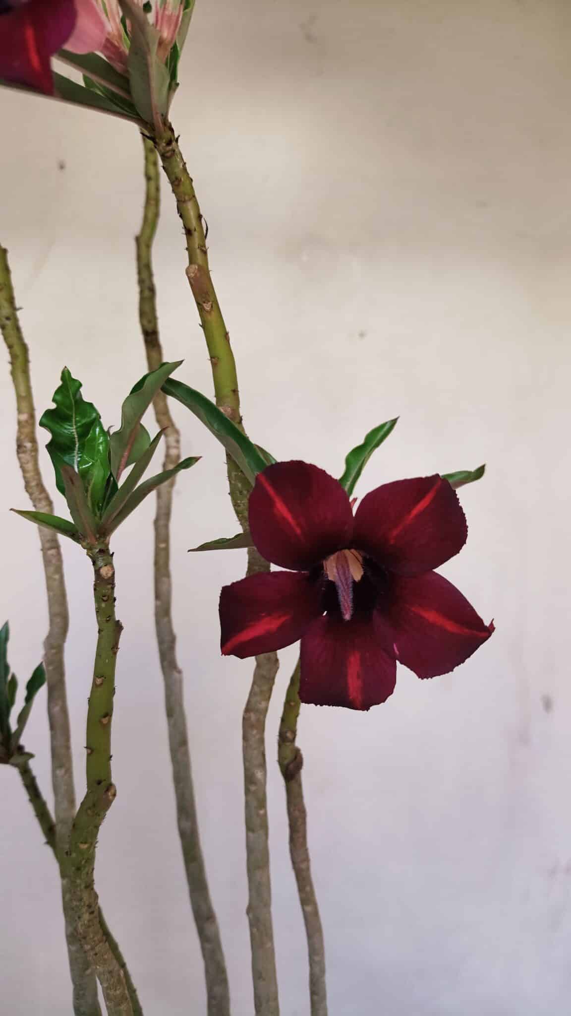 Planta Simples 3201 – 35cm – 03 anos - foto 3
