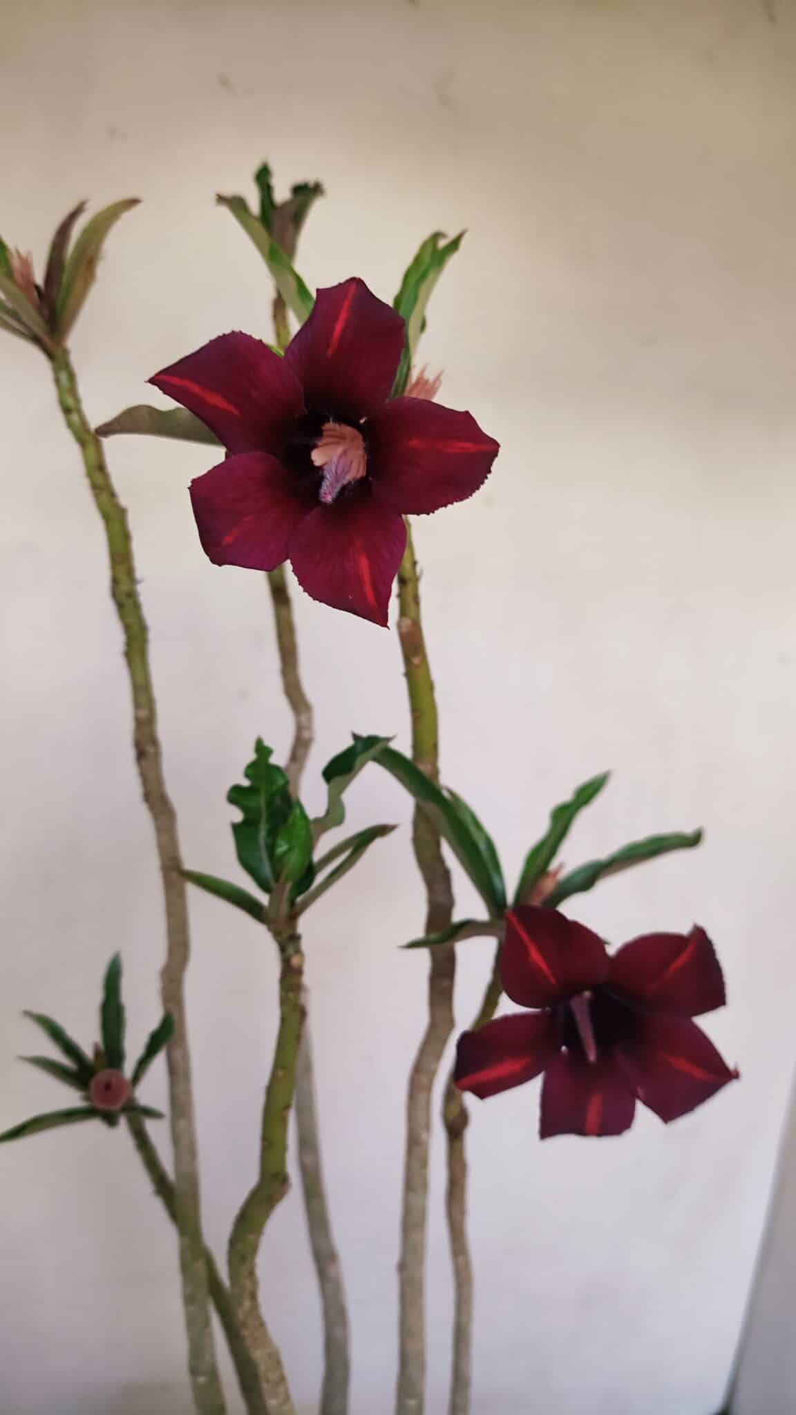 Planta Simples 3201 – 35cm – 03 anos - foto 4