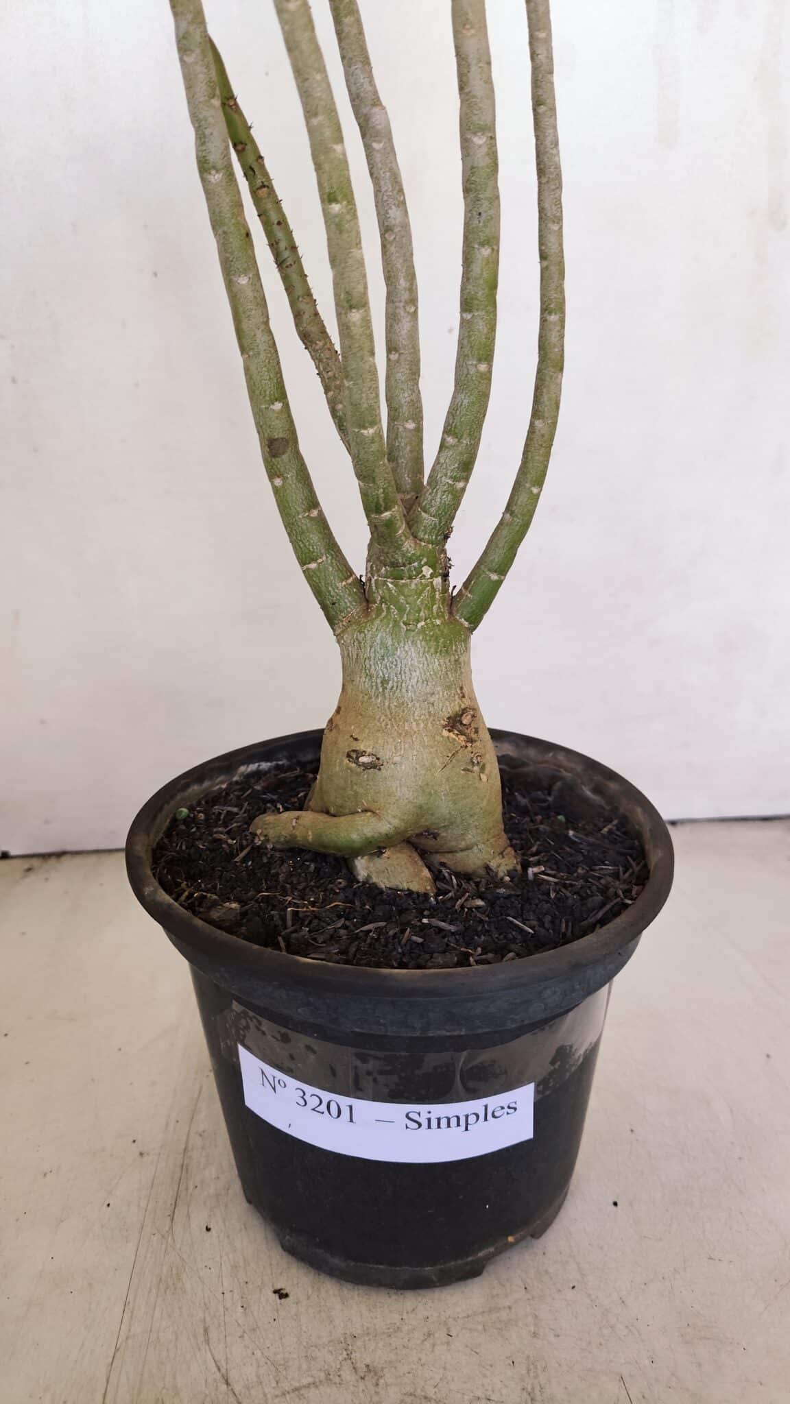 Planta Simples 3201 – 35cm – 03 anos - foto 8