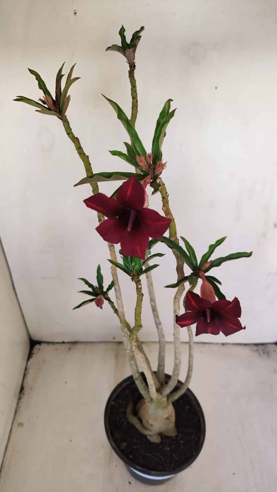 Planta Simples 3201 – 35cm – 03 anos - foto 7