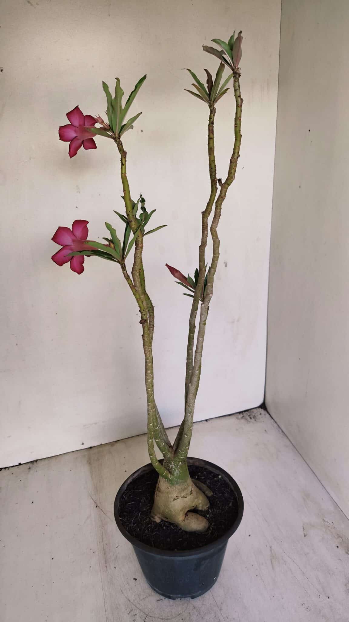 Planta Simples 3201 – 35cm – 03 anos - foto 6