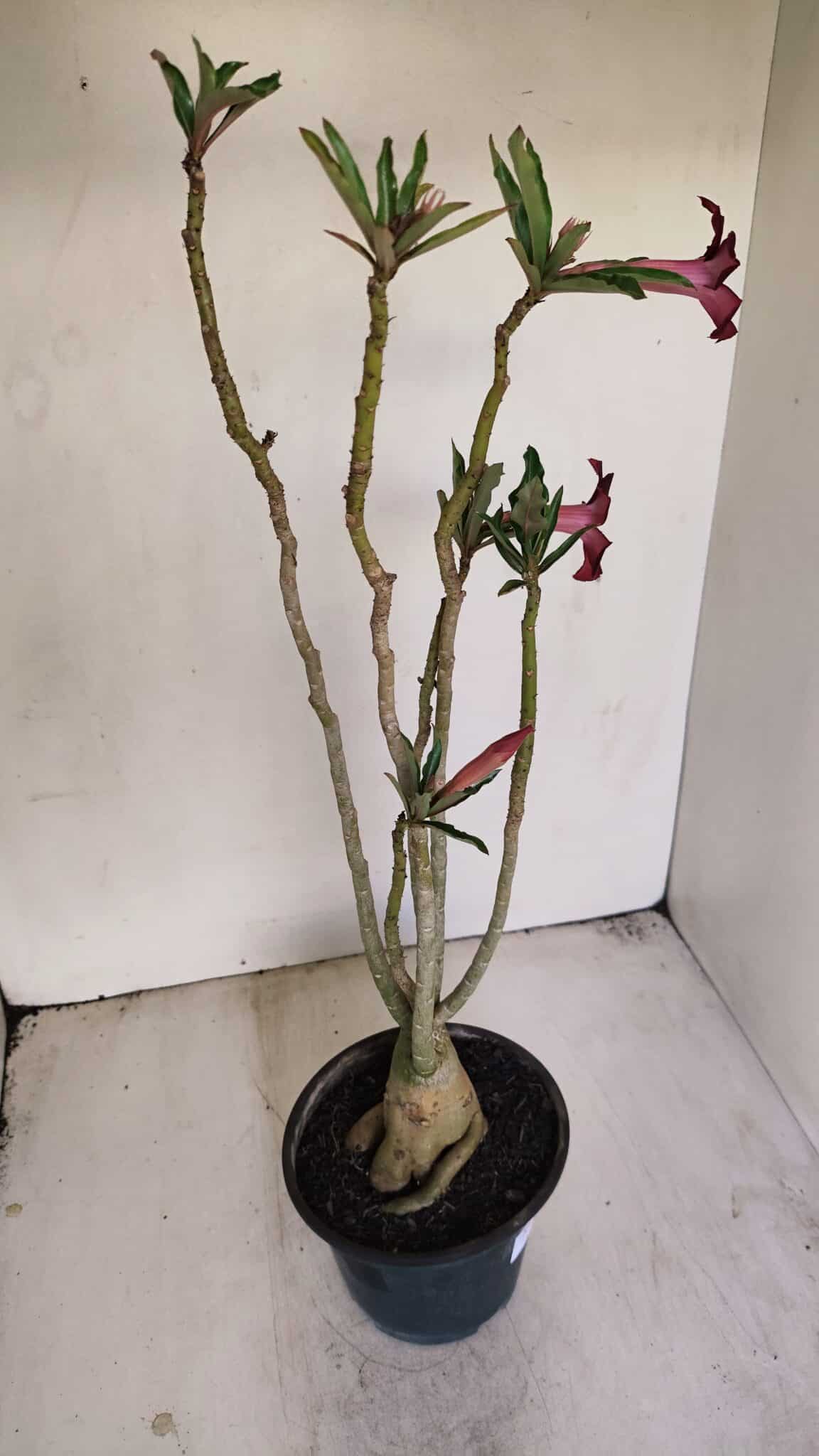 Planta Simples 3201 – 35cm – 03 anos - foto 5