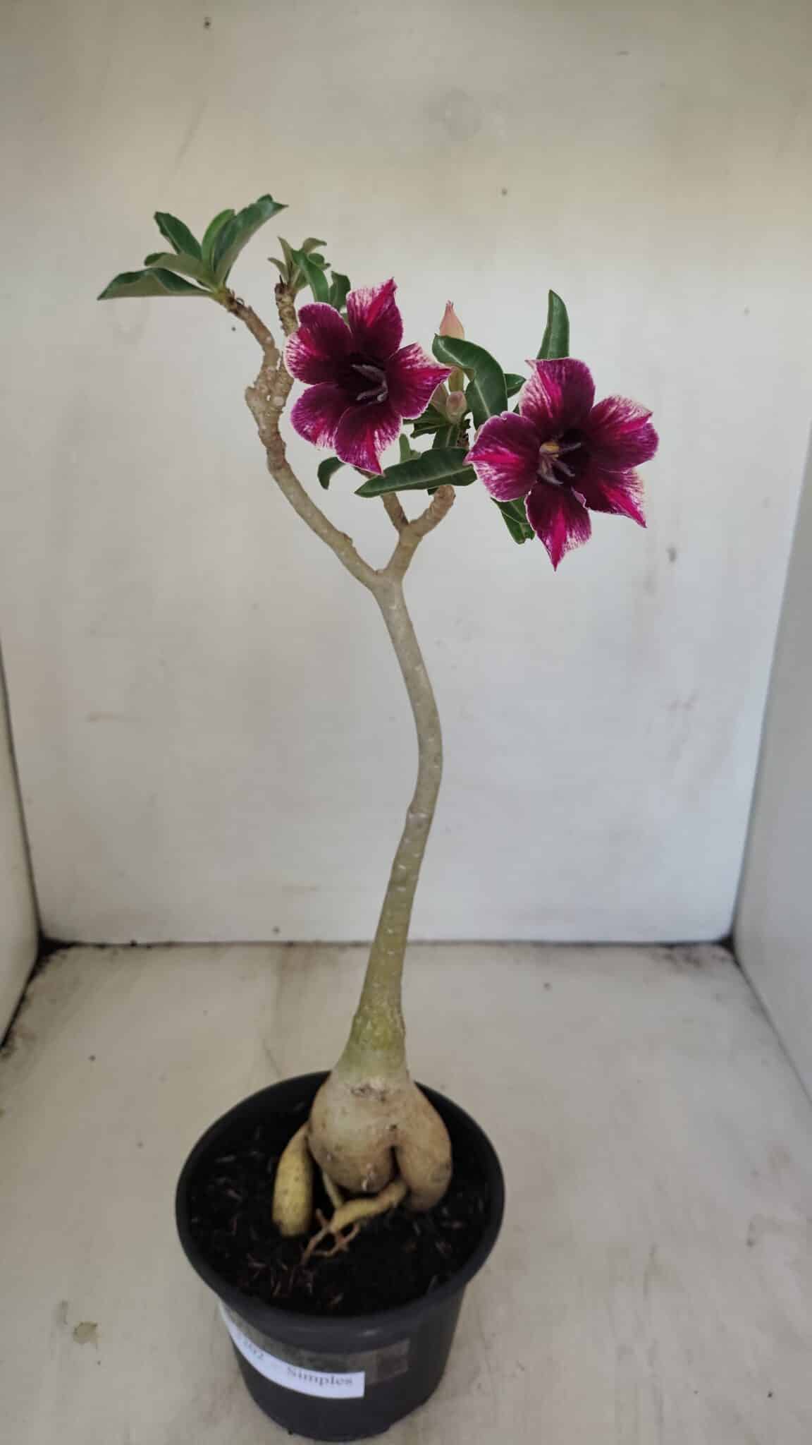 Planta Simples 3202 – 35cm – 03 anos - foto 2