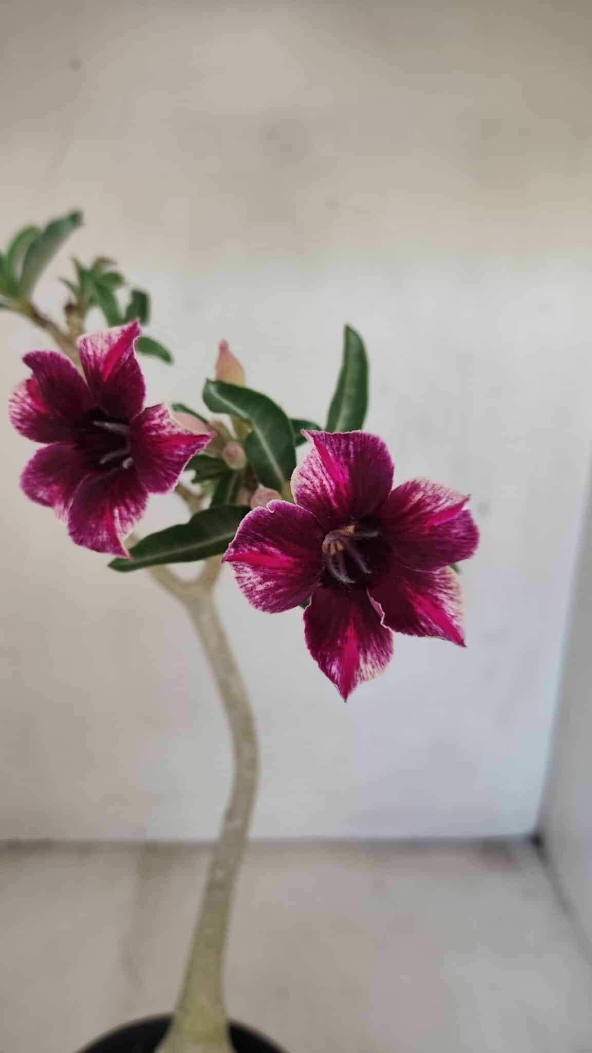Planta Simples 3202 – 35cm – 03 anos - foto 3