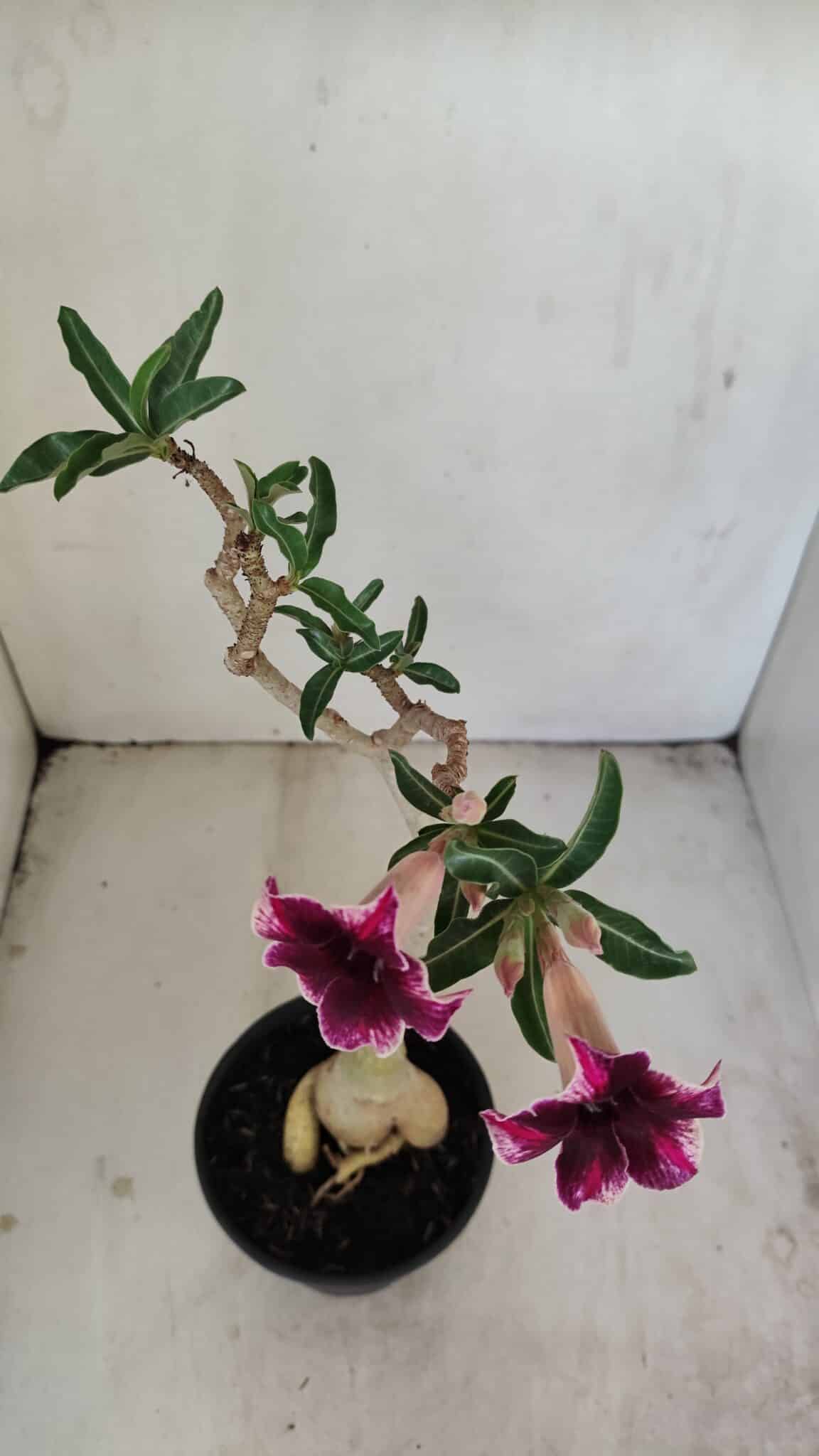 Planta Simples 3202 – 35cm – 03 anos - foto 6