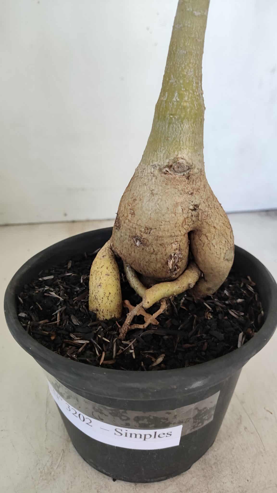Planta Simples 3202 – 35cm – 03 anos - foto 5