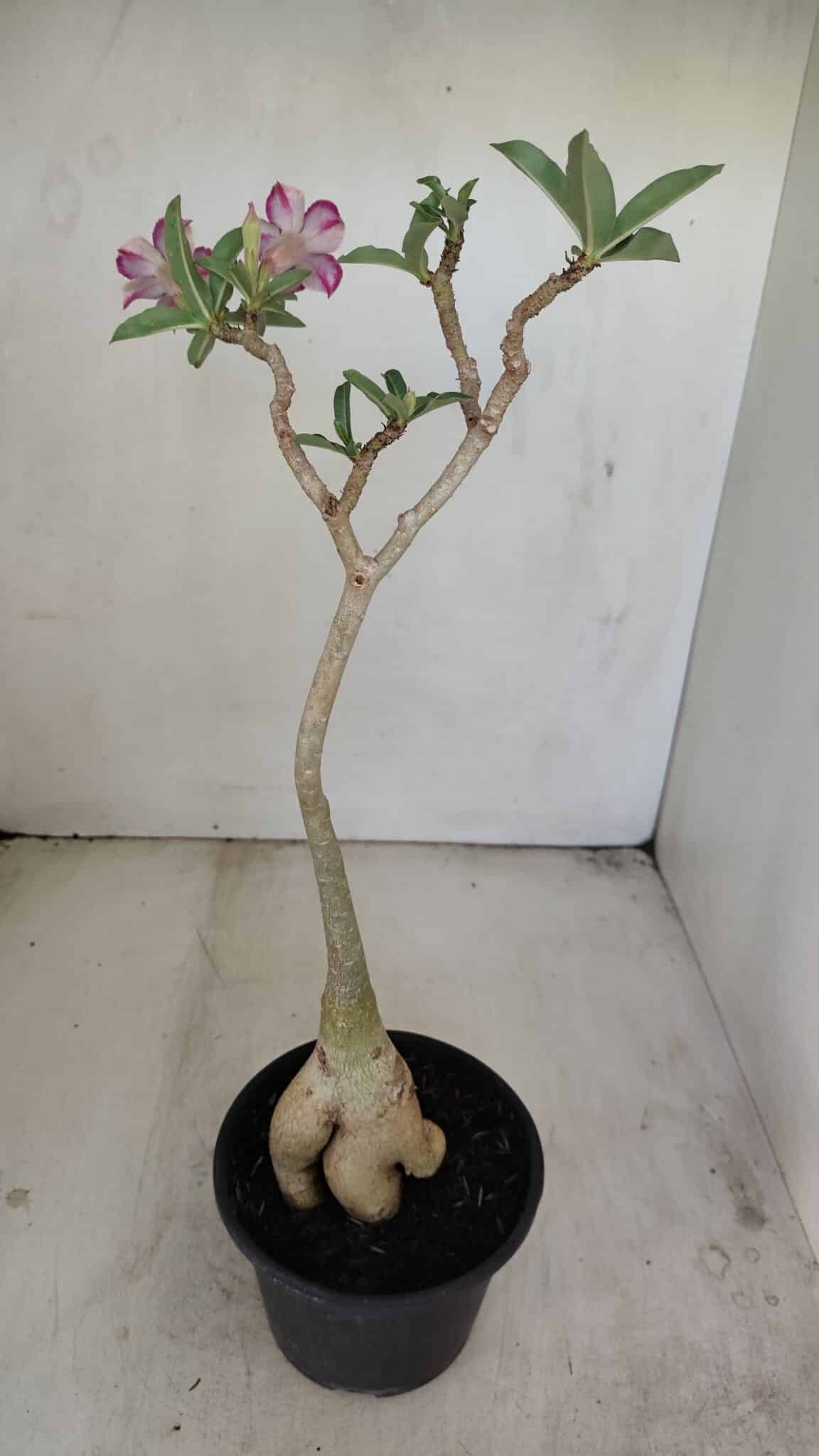 Planta Simples 3202 – 35cm – 03 anos - foto 4