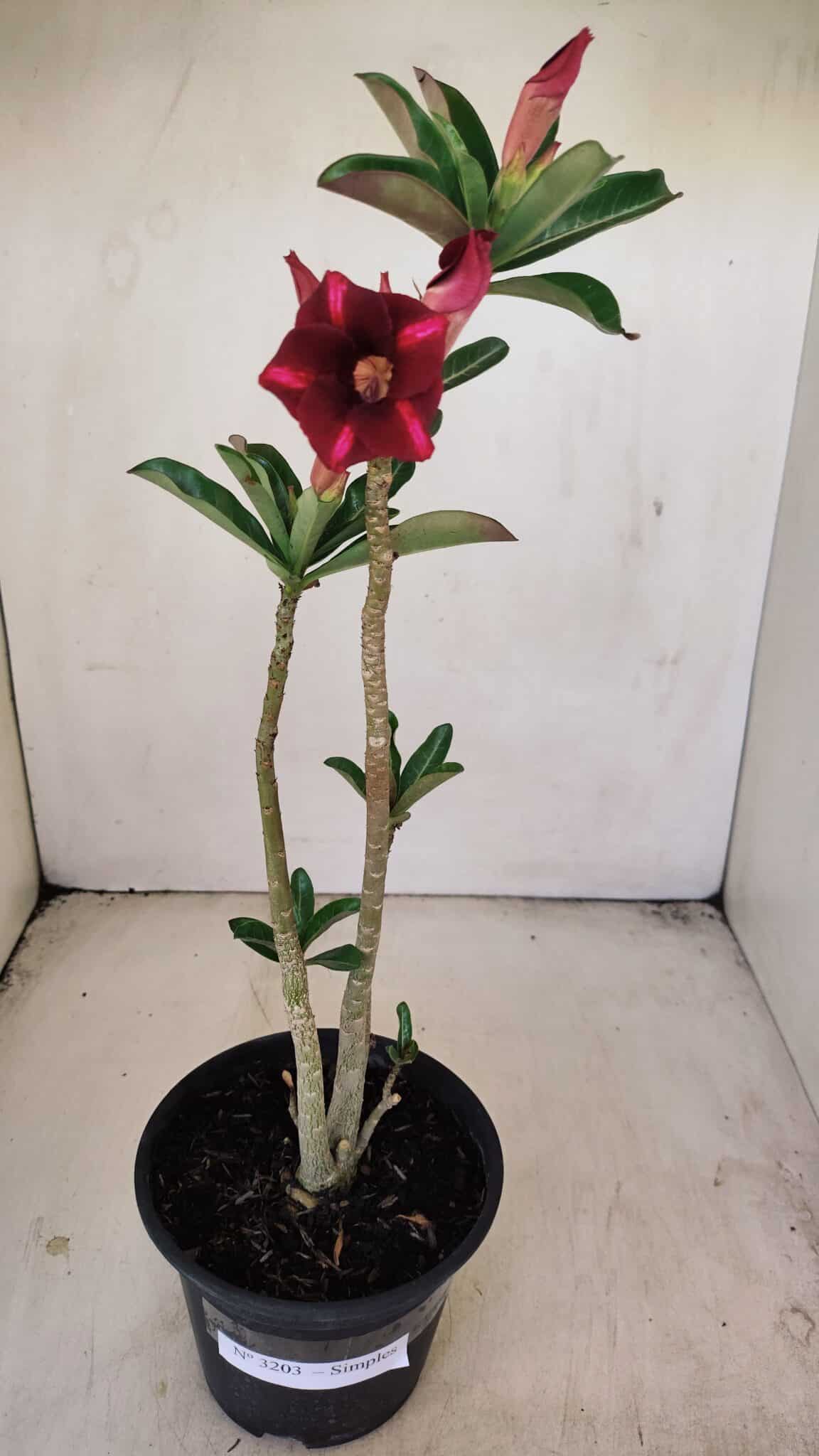 Planta Simples 3203 – 35cm – 03 anos - foto 2