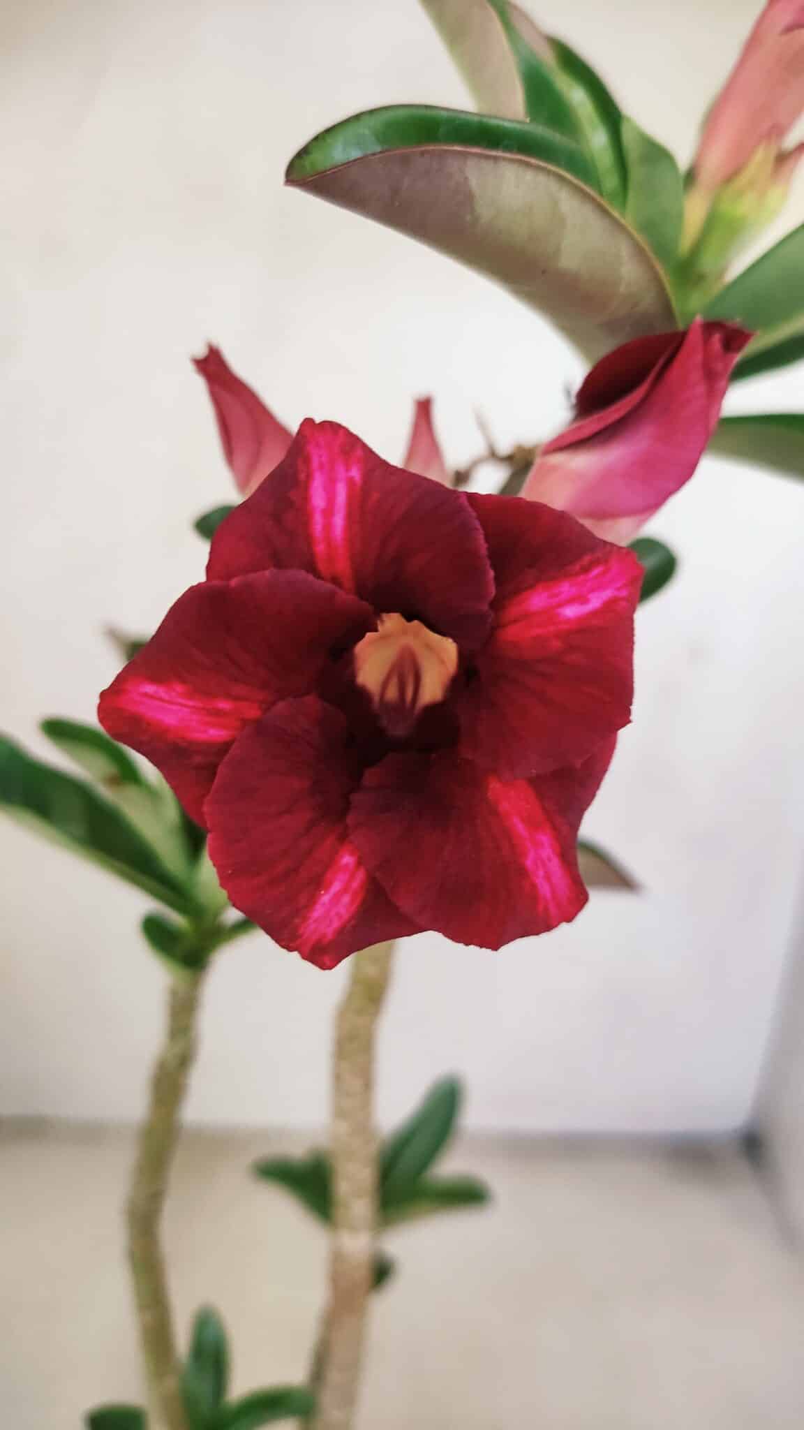 Planta Simples 3203 – 35cm – 03 anos - foto 3