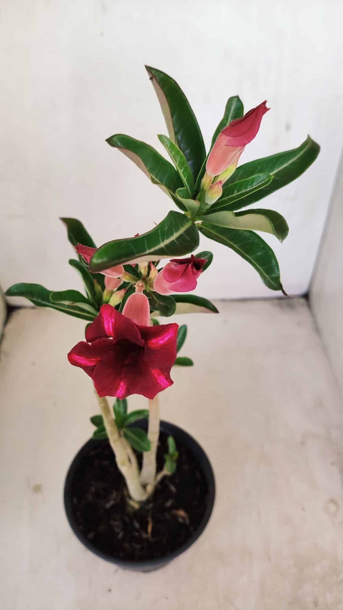 Planta Simples 3203 – 35cm – 03 anos - foto 4