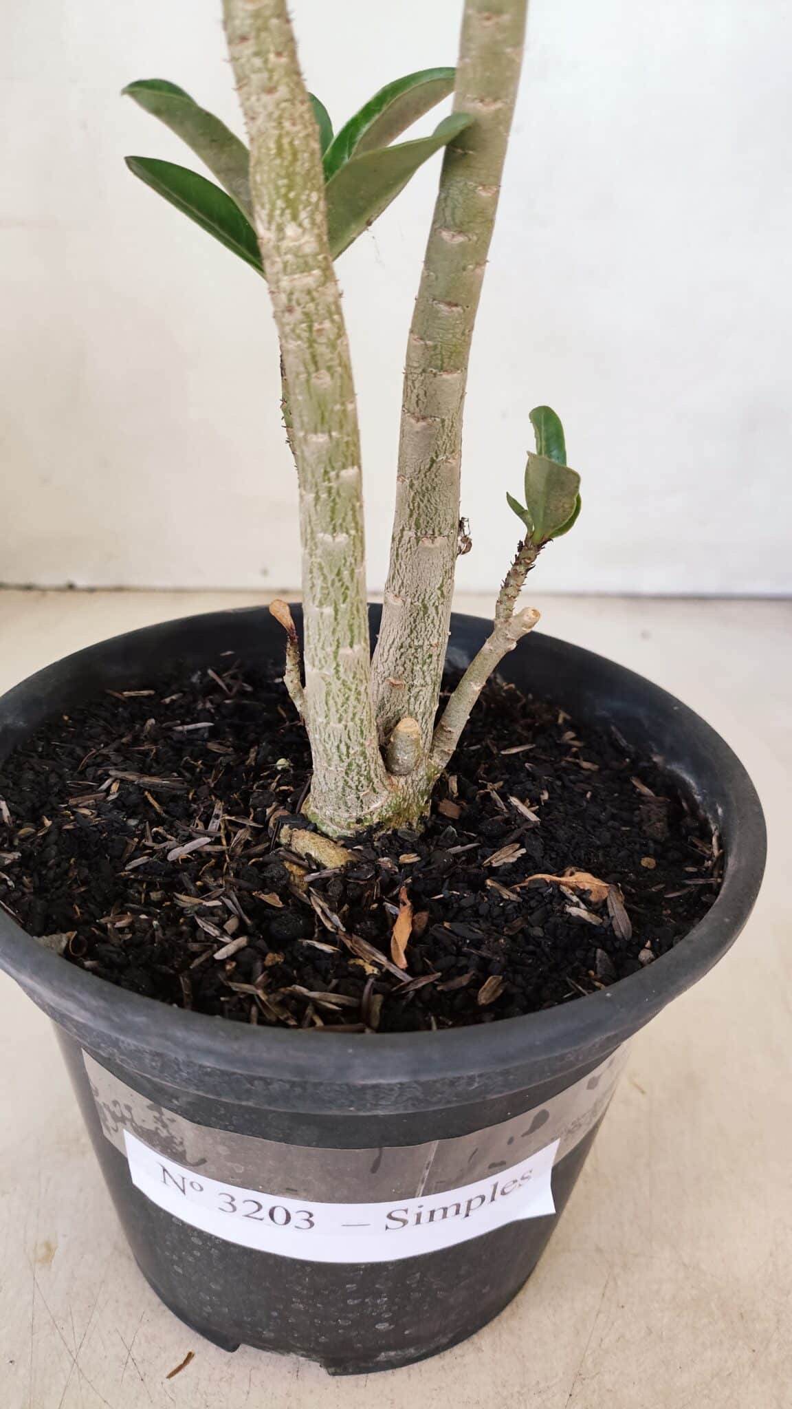 Planta Simples 3203 – 35cm – 03 anos - foto 6