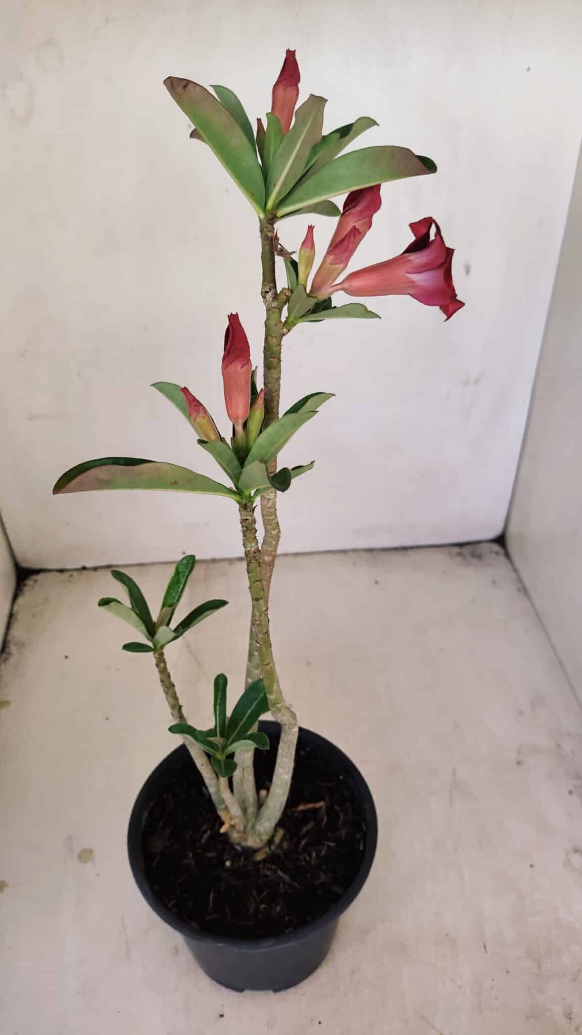 Planta Simples 3203 – 35cm – 03 anos - foto 5