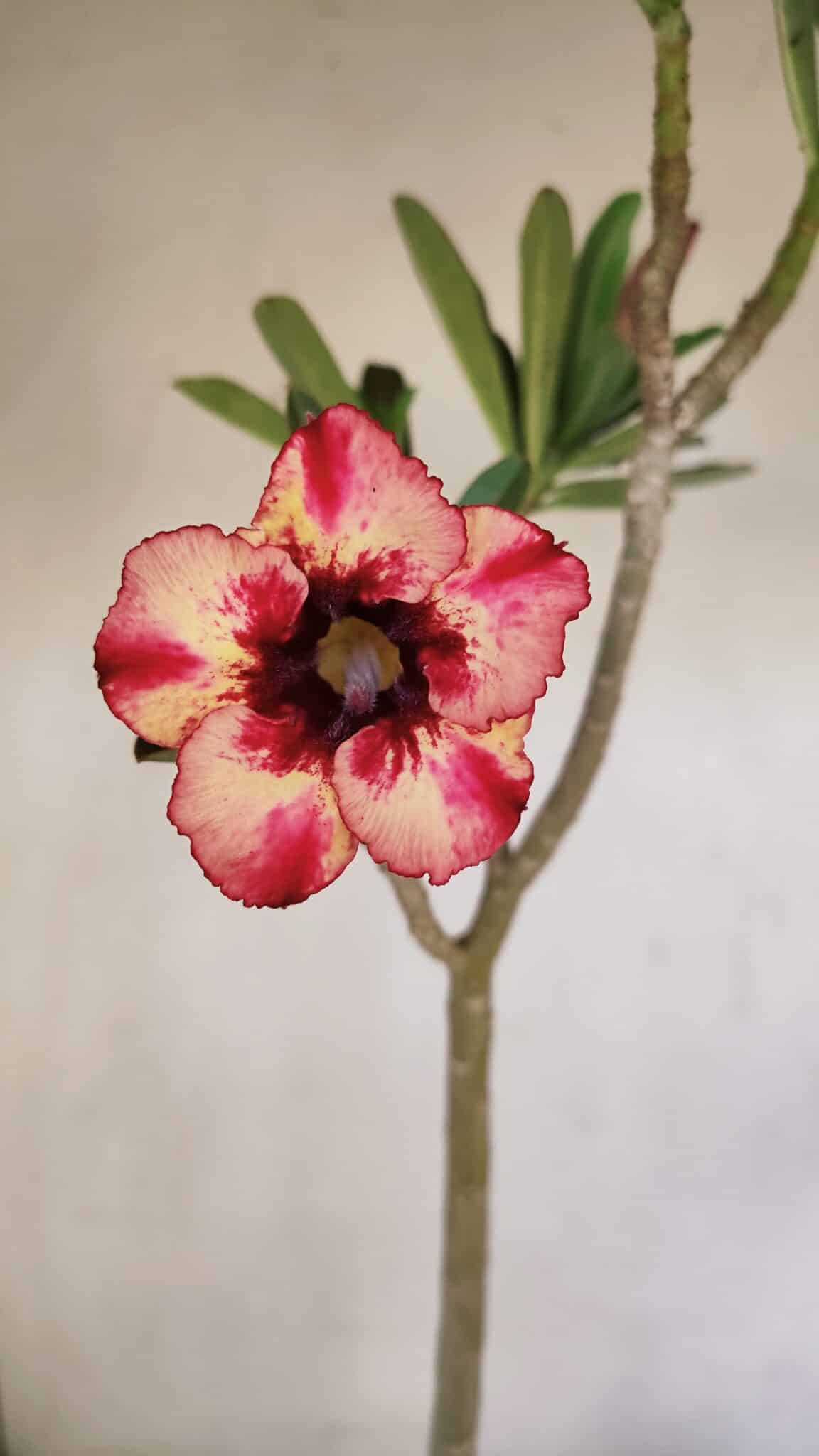 Planta Simples 3204 – 35cm – 03 anos - foto 3