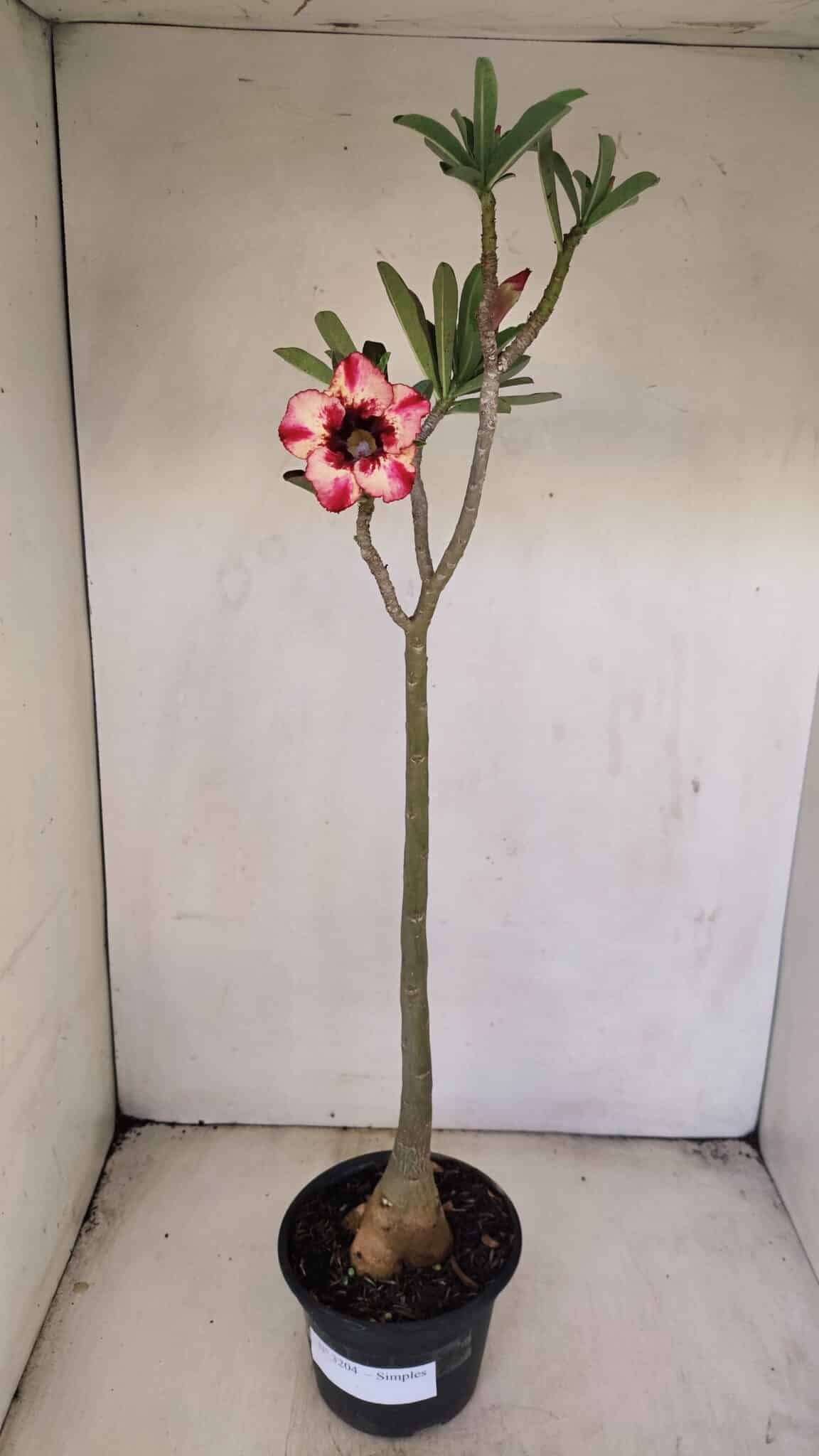 Planta Simples 3204 – 35cm – 03 anos - foto 2
