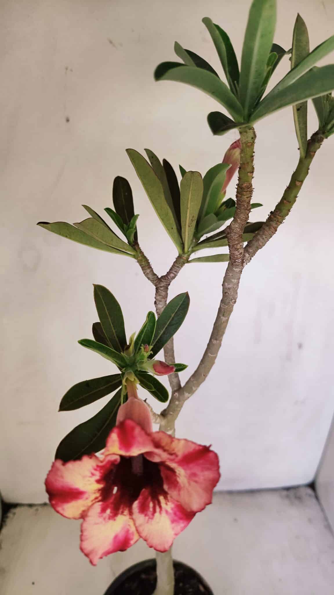 Planta Simples 3204 – 35cm – 03 anos - foto 4