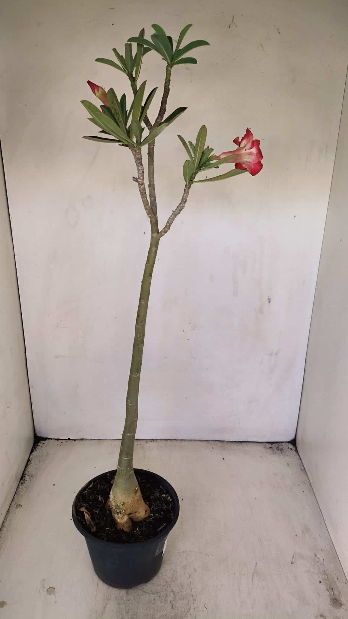 Planta Simples 3204 – 35cm – 03 anos - foto 5