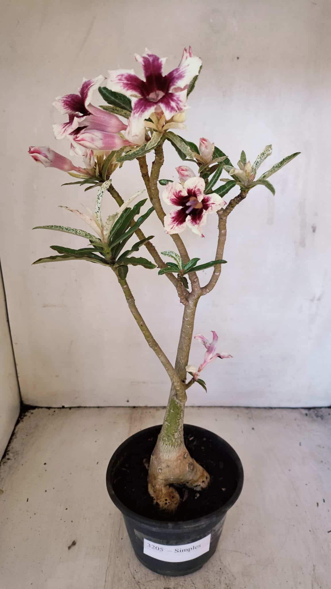 Planta Simples 3205 – 35cm – 03 anos (VARIEGATA de semente) - foto 2