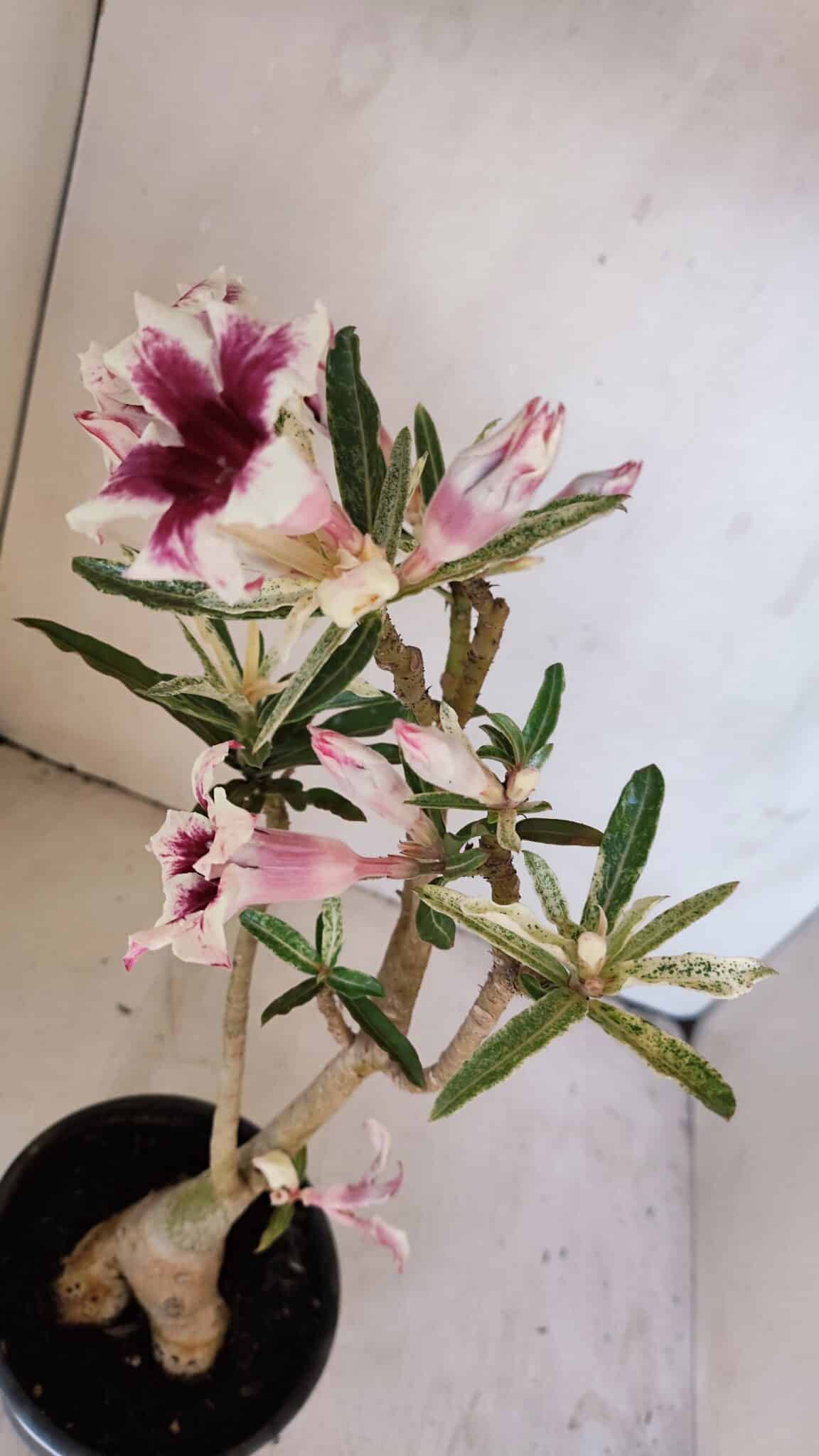 Planta Simples 3205 – 35cm – 03 anos (VARIEGATA de semente) - foto 4