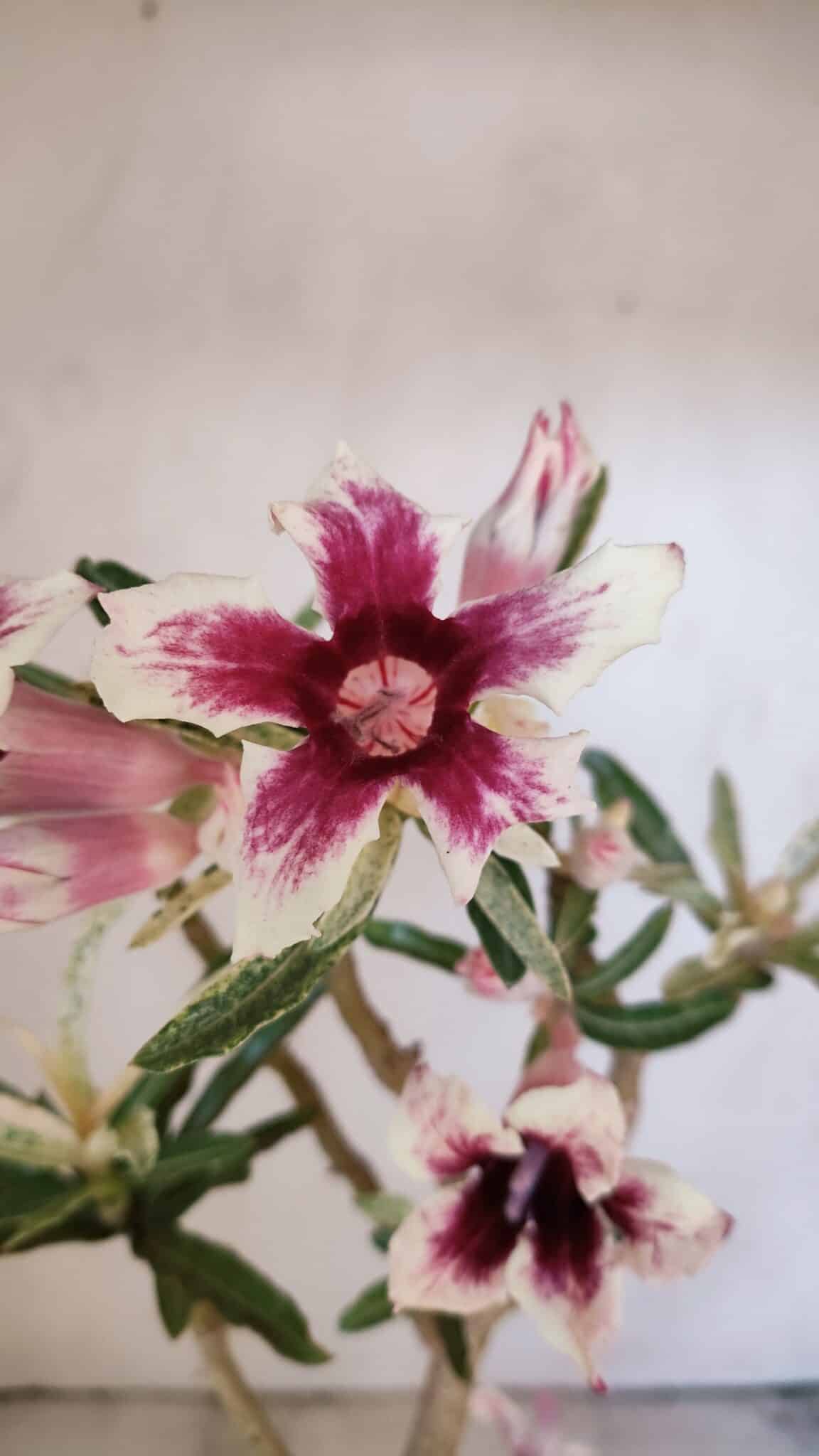 Planta Simples 3205 – 35cm – 03 anos (VARIEGATA de semente) - foto 7