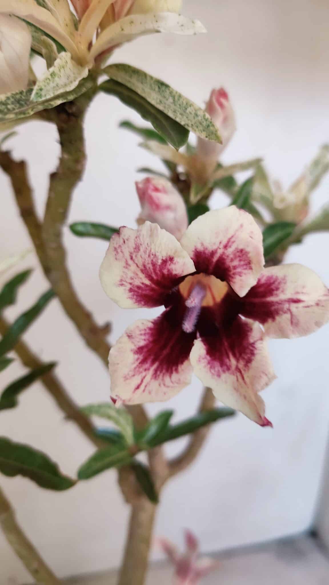 Planta Simples 3205 – 35cm – 03 anos (VARIEGATA de semente) - foto 3
