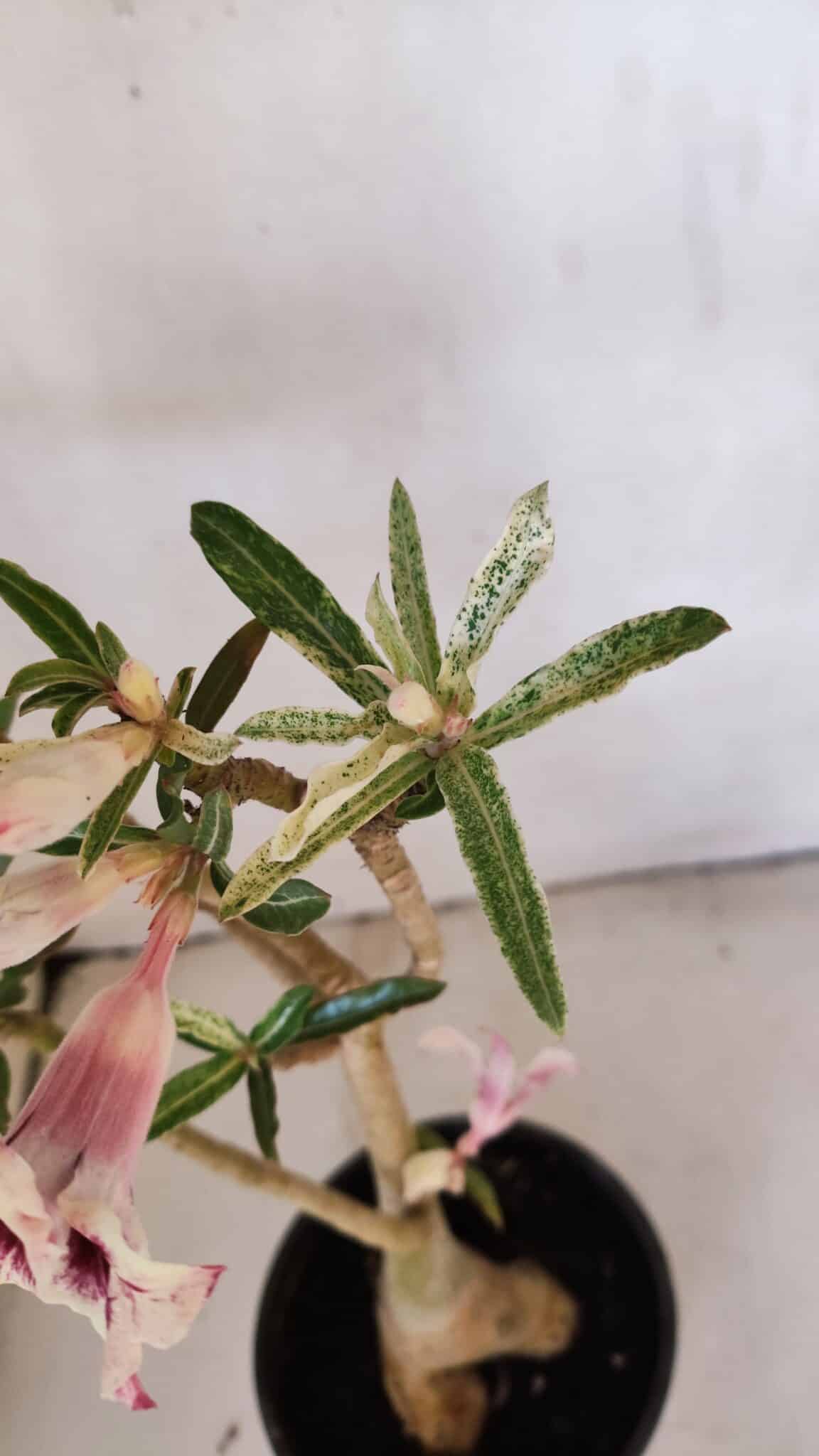 Planta Simples 3205 – 35cm – 03 anos (VARIEGATA de semente) - foto 5