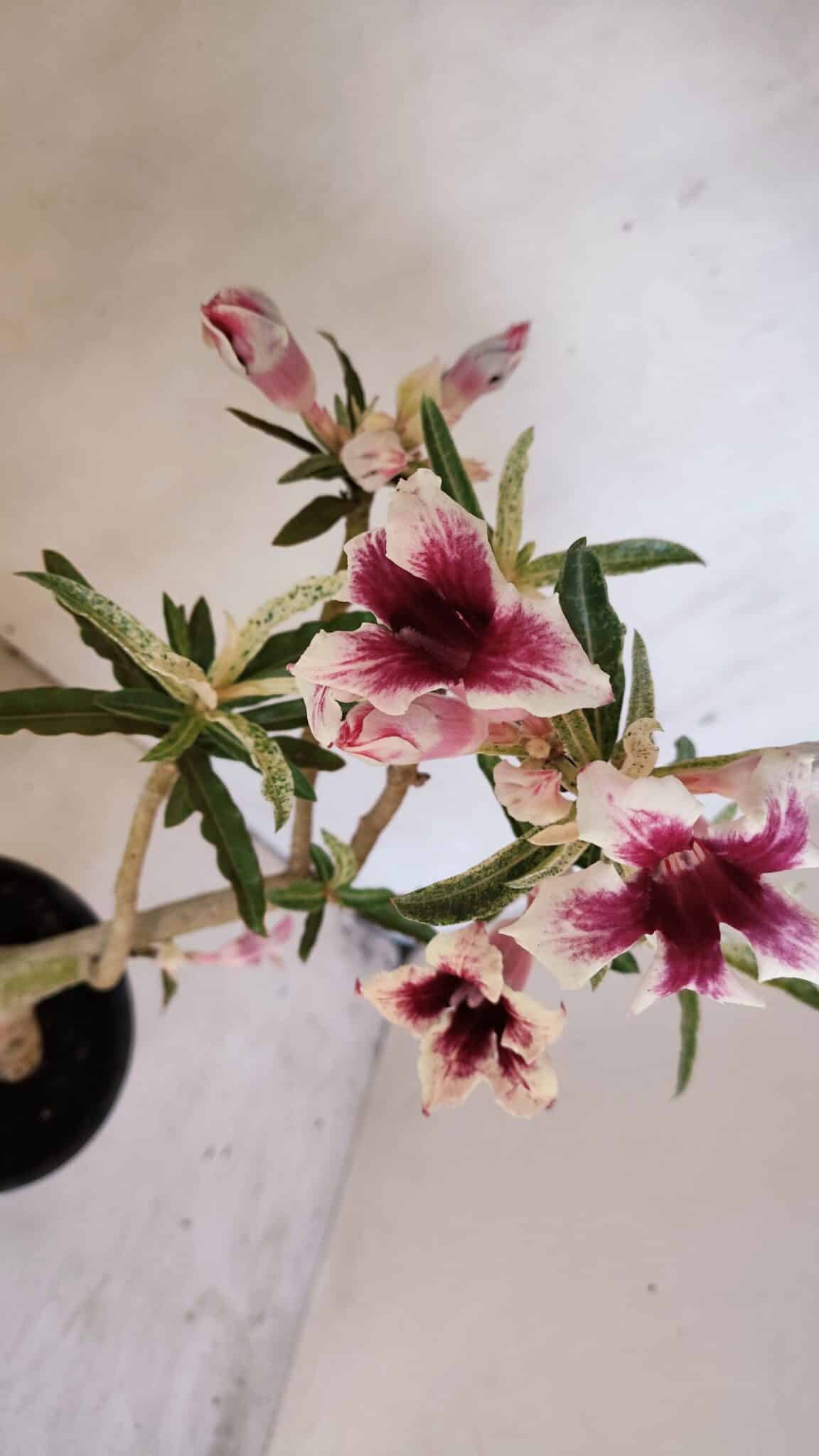 Planta Simples 3205 – 35cm – 03 anos (VARIEGATA de semente) - foto 11