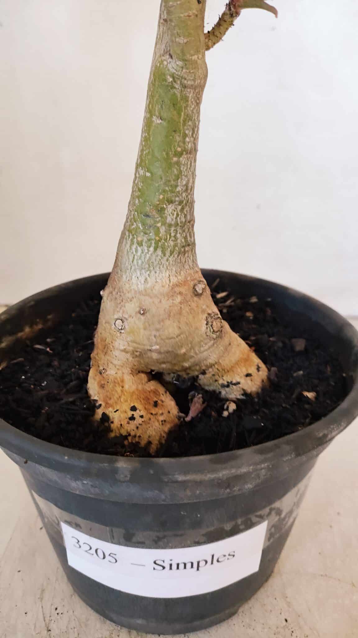 Planta Simples 3205 – 35cm – 03 anos (VARIEGATA de semente) - foto 10