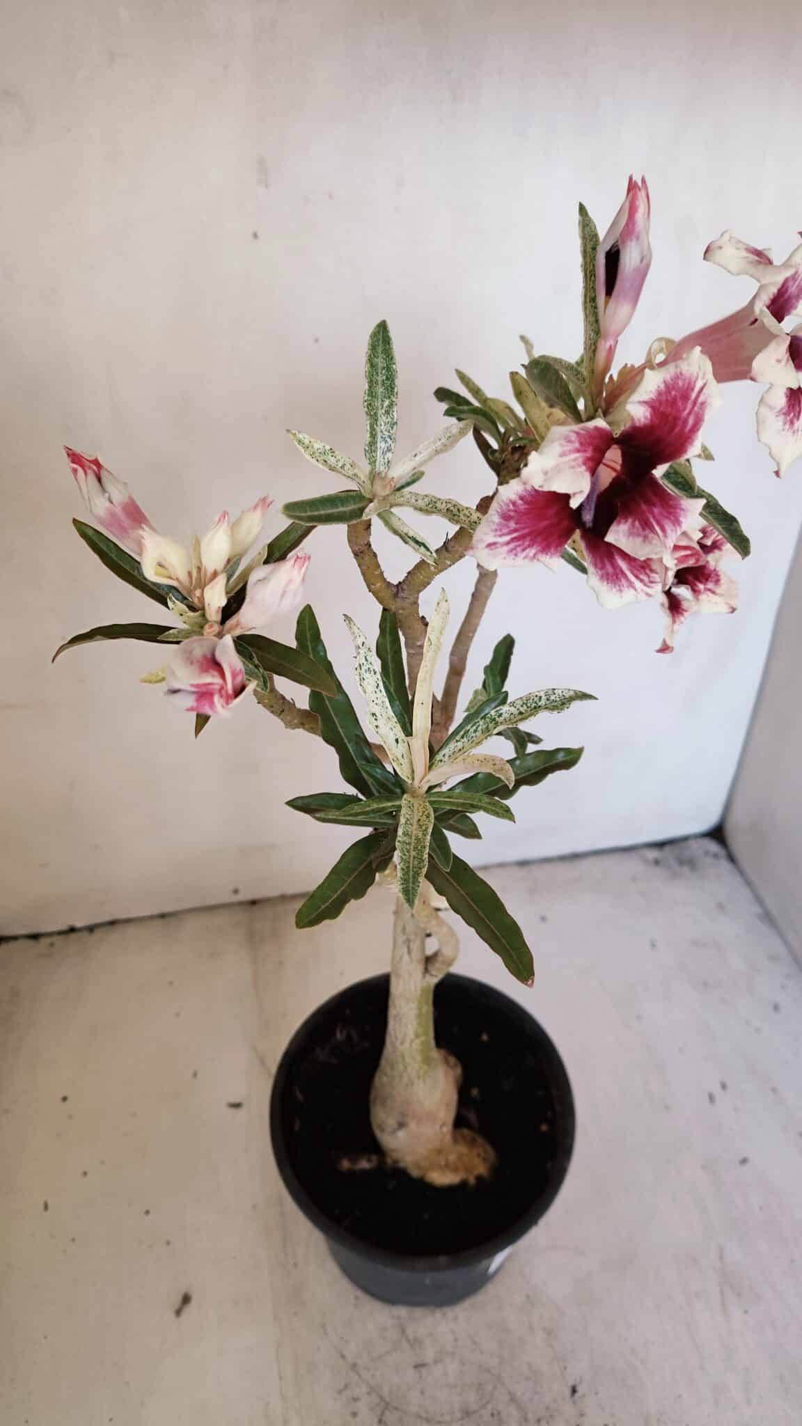Planta Simples 3205 – 35cm – 03 anos (VARIEGATA de semente) - foto 9