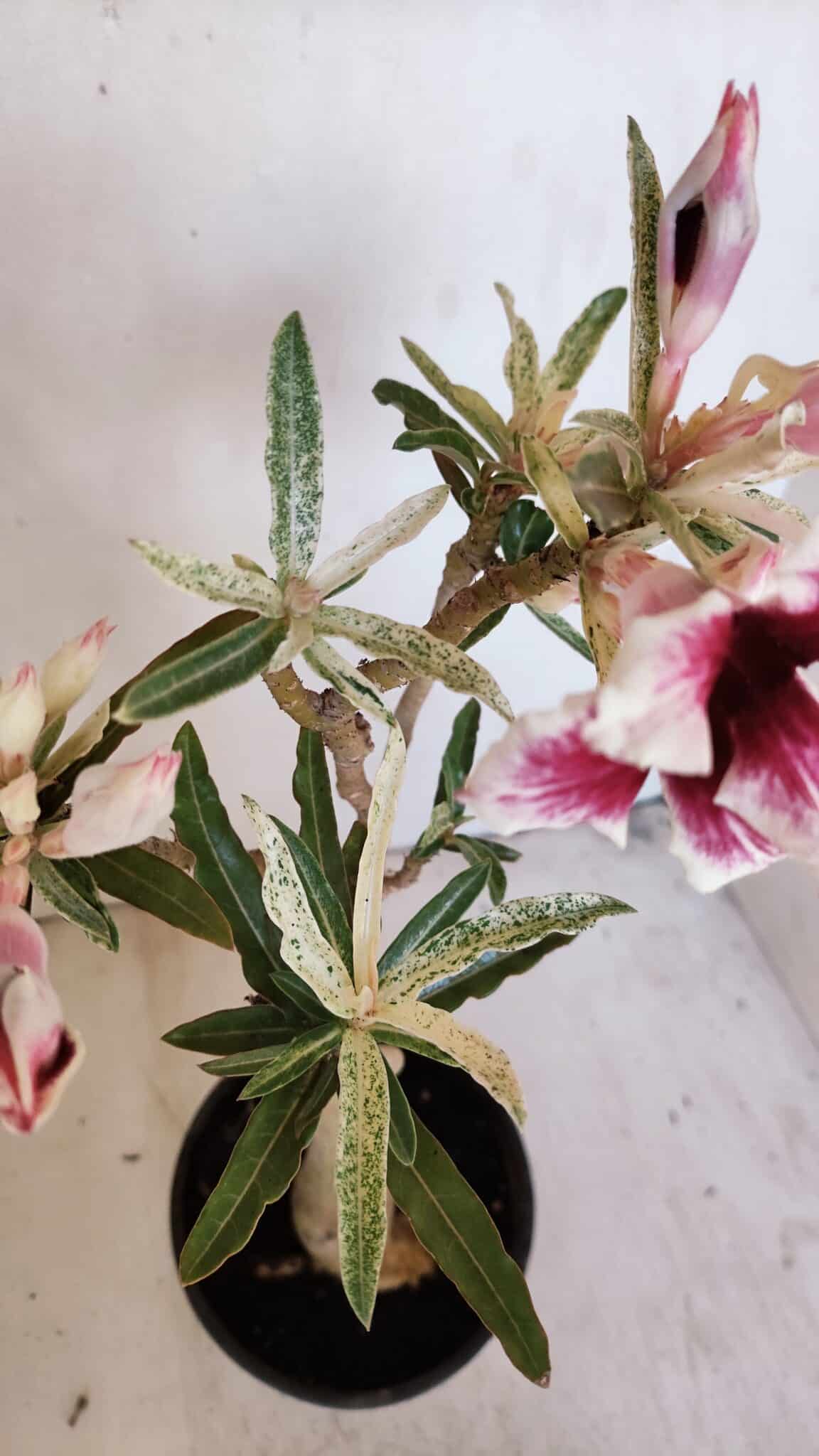 Planta Simples 3205 – 35cm – 03 anos (VARIEGATA de semente) - foto 8