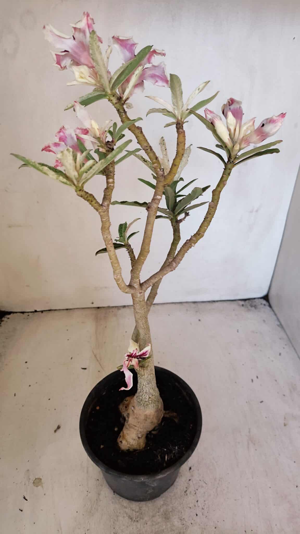 Planta Simples 3205 – 35cm – 03 anos (VARIEGATA de semente) - foto 6