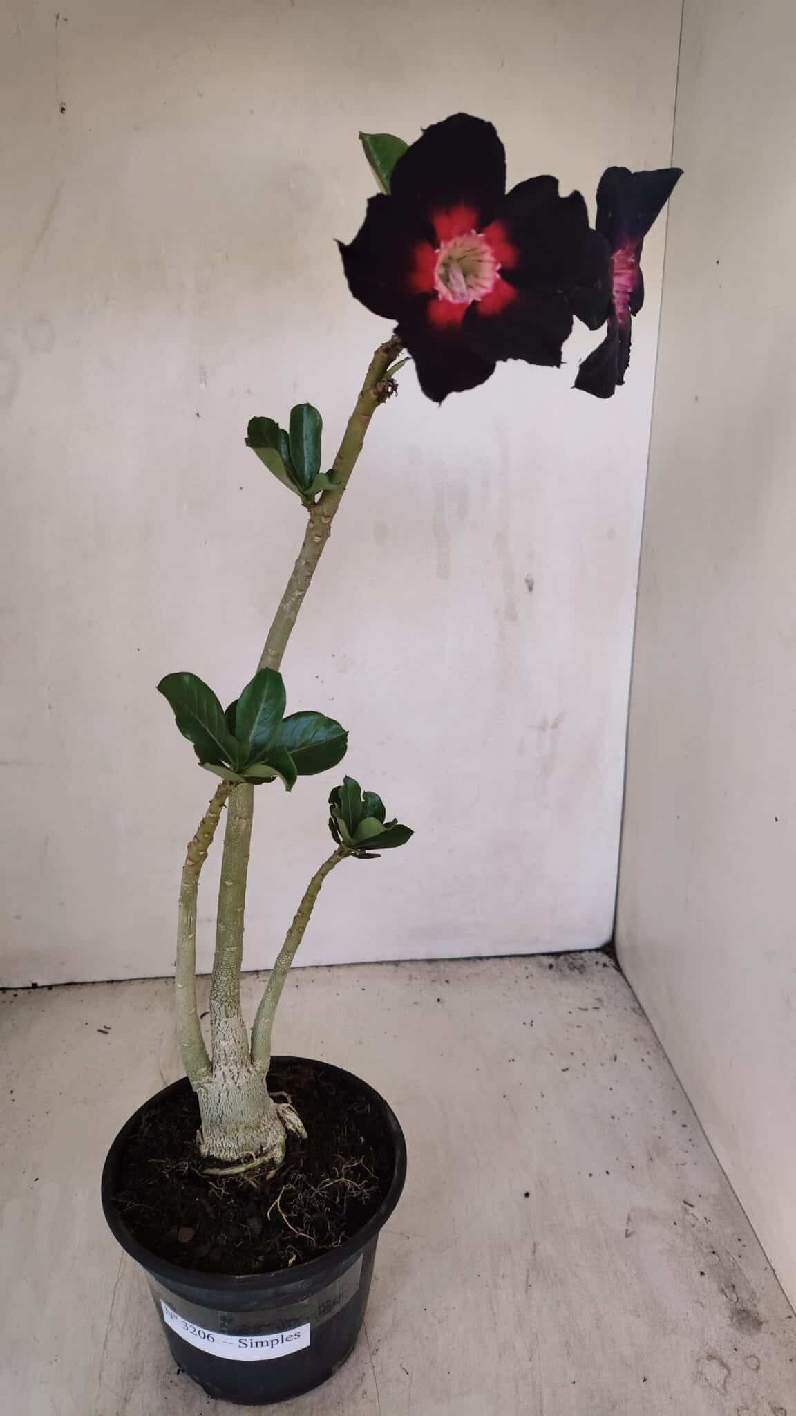 Planta Simples 3206 – 30cm – 02 anos - foto 2