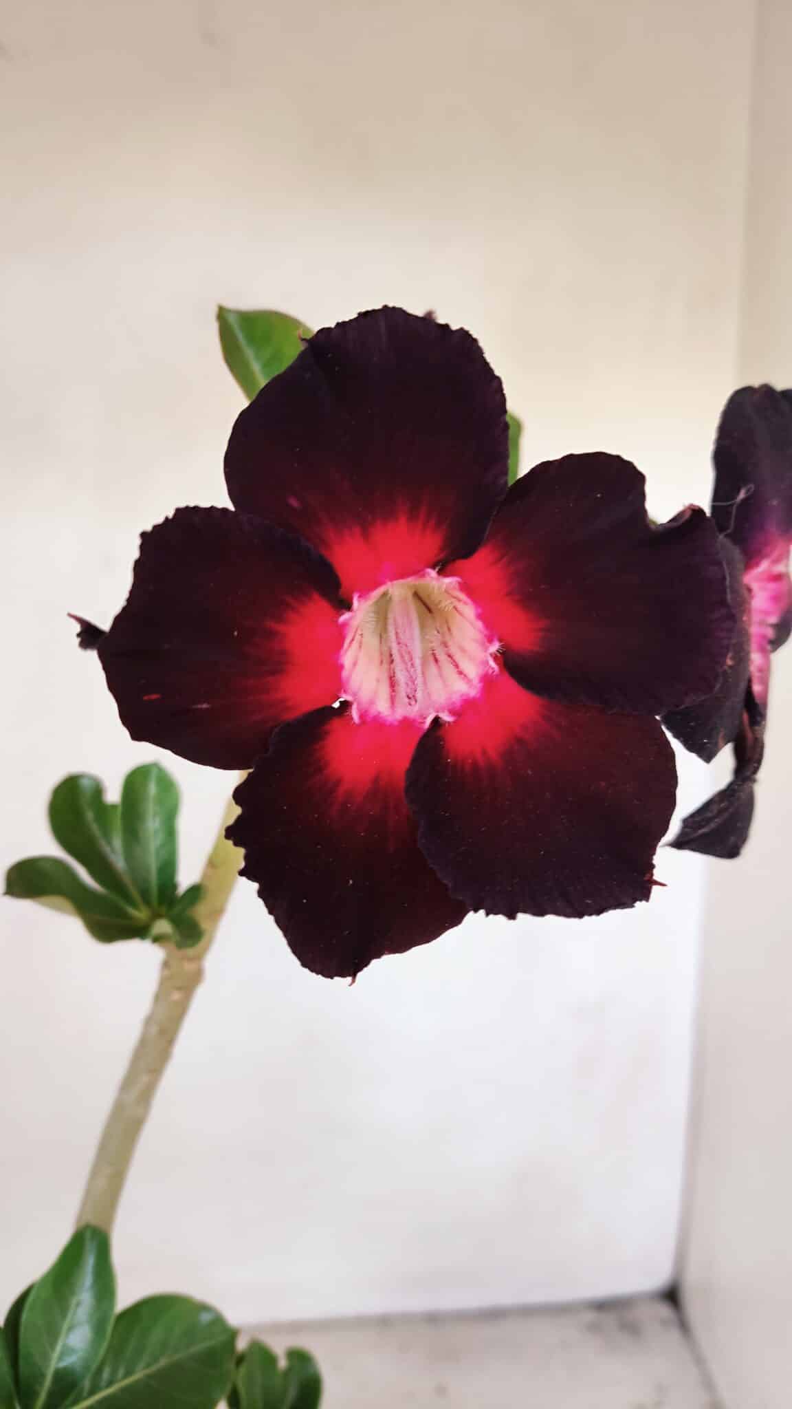 Planta Simples 3206 – 30cm – 02 anos - foto 3