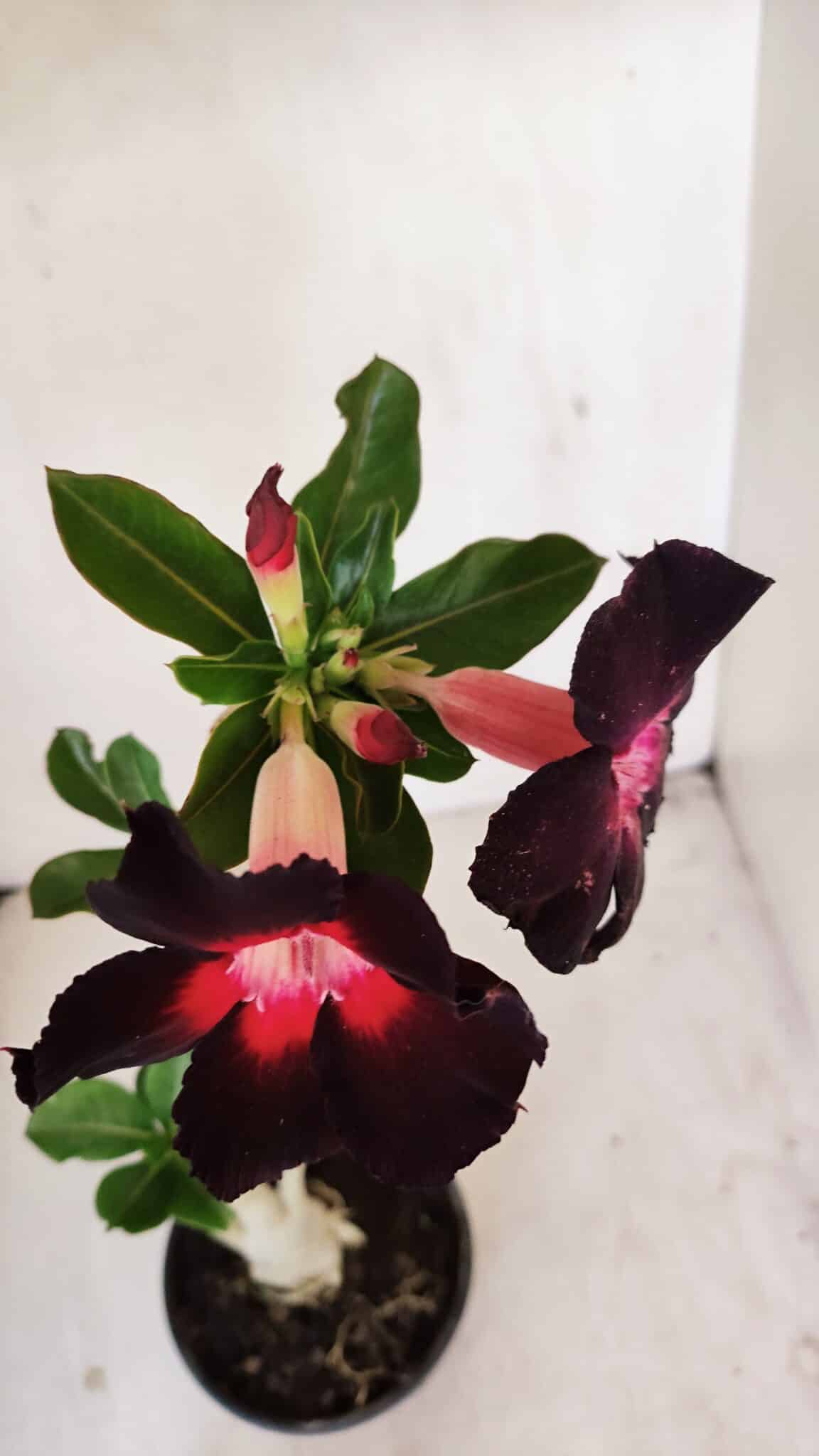 Planta Simples 3206 – 30cm – 02 anos - foto 4
