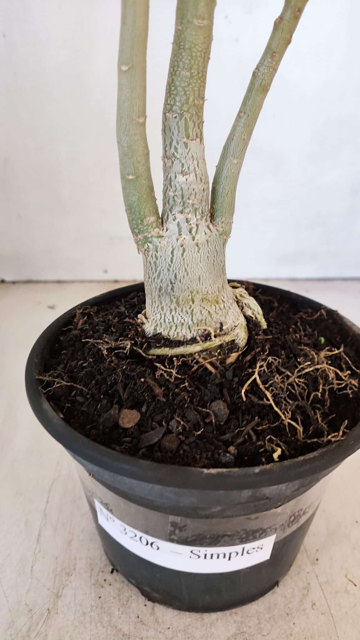 Planta Simples 3206 – 30cm – 02 anos - foto 6