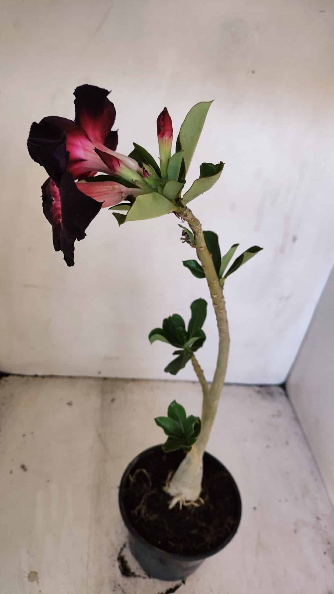 Planta Simples 3206 – 30cm – 02 anos - foto 5
