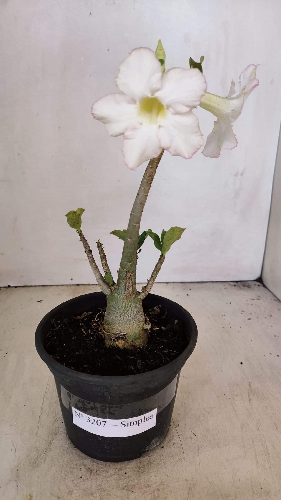 Planta Simples 3207 – 28cm – 02 anos - foto 2