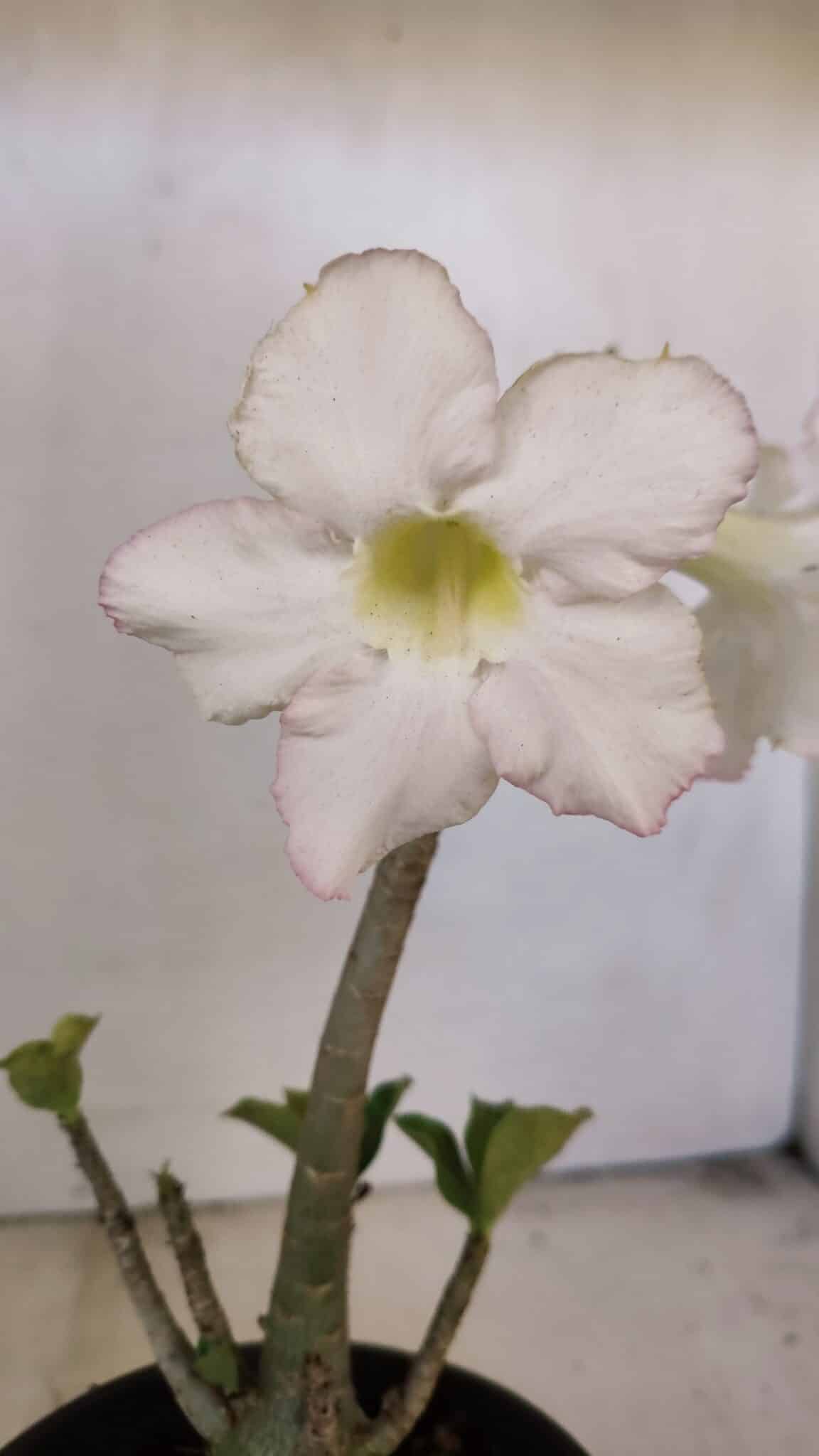 Planta Simples 3207 – 28cm – 02 anos - foto 3