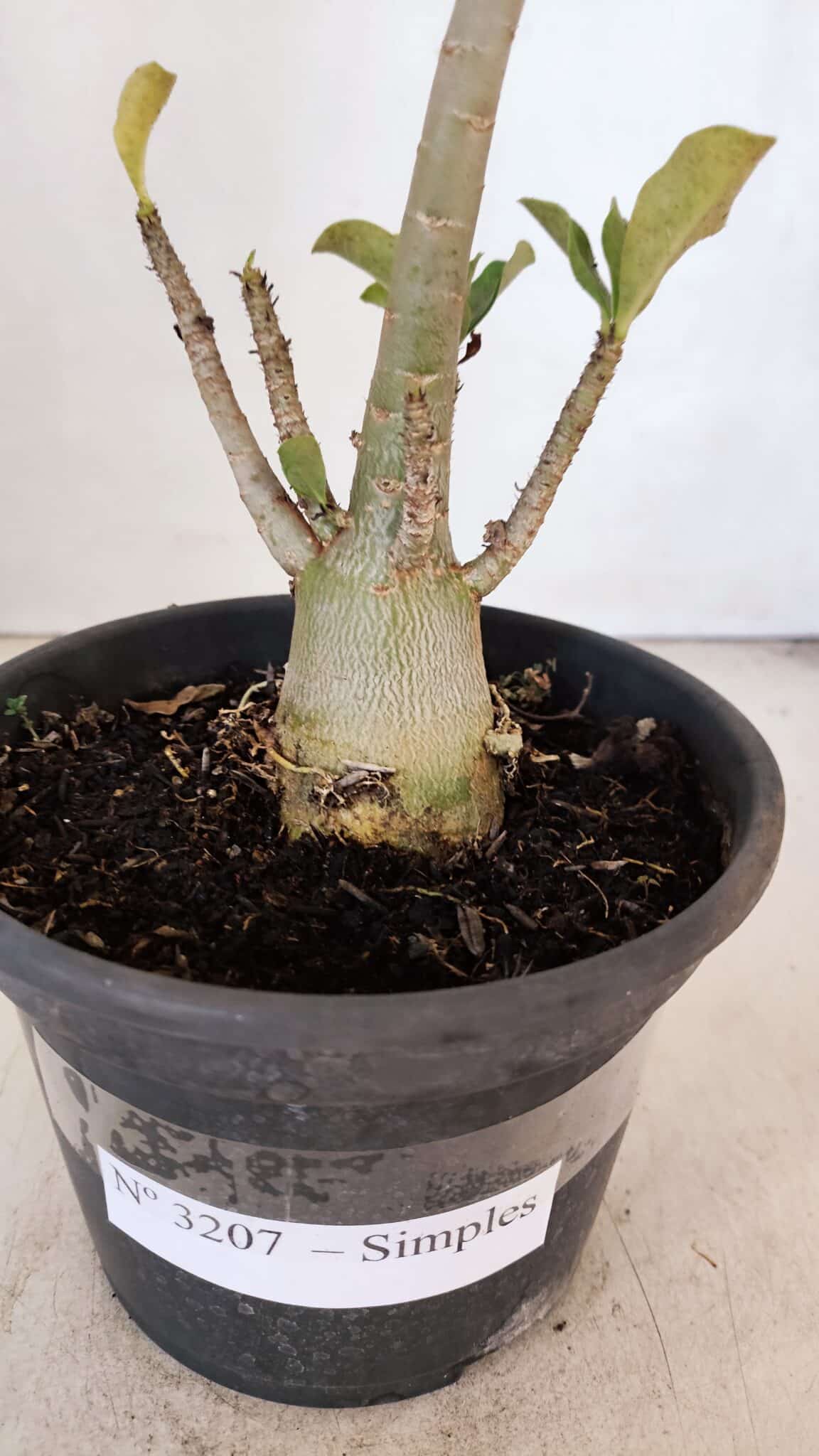 Planta Simples 3207 – 28cm – 02 anos - foto 6