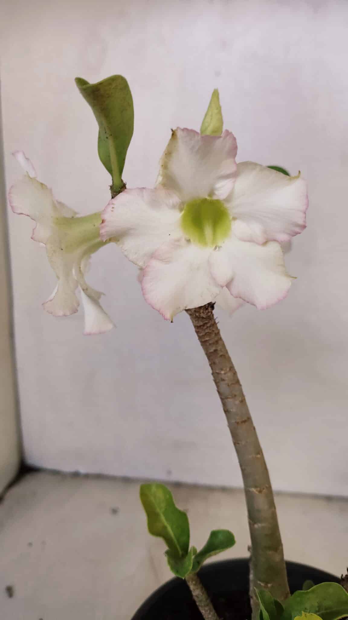 Planta Simples 3207 – 28cm – 02 anos - foto 5
