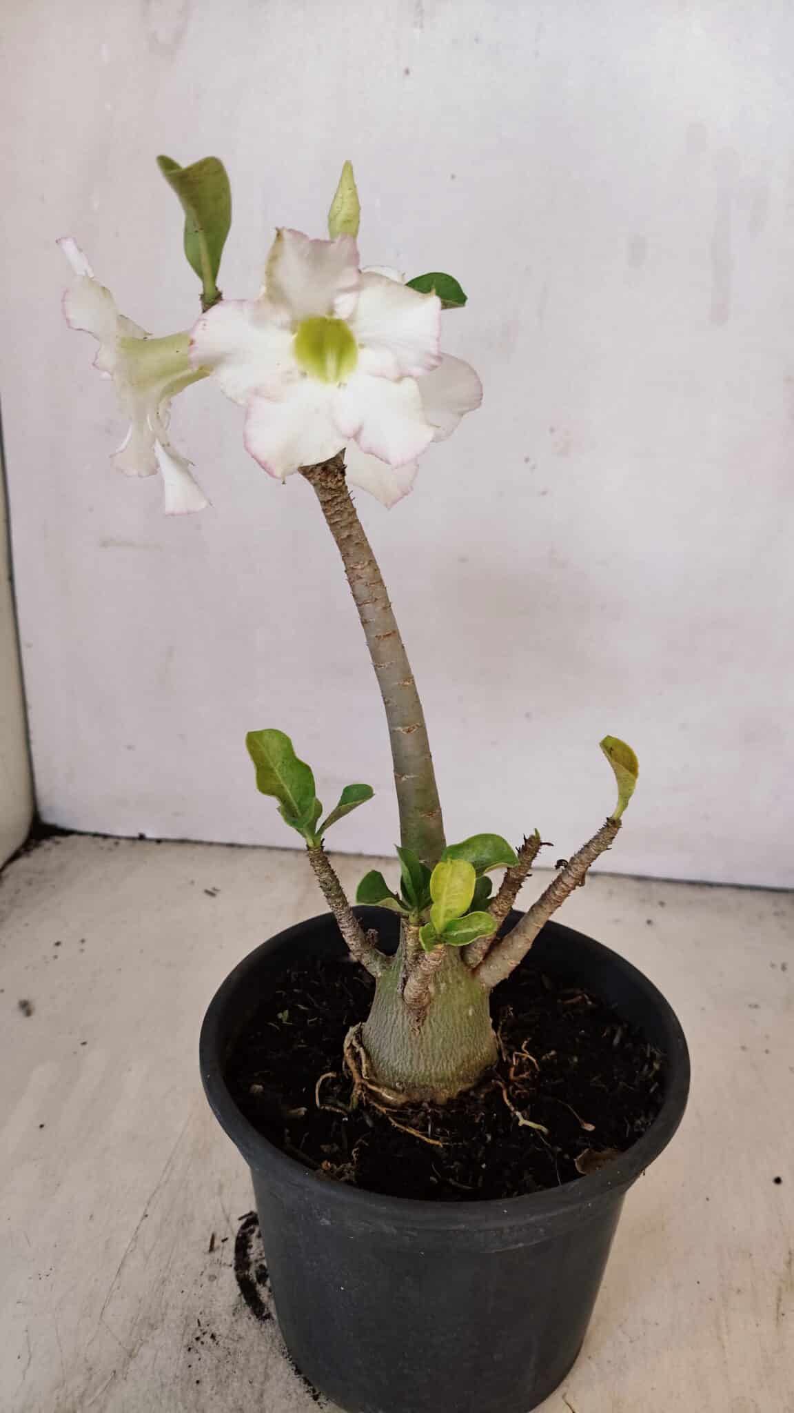 Planta Simples 3207 – 28cm – 02 anos - foto 4