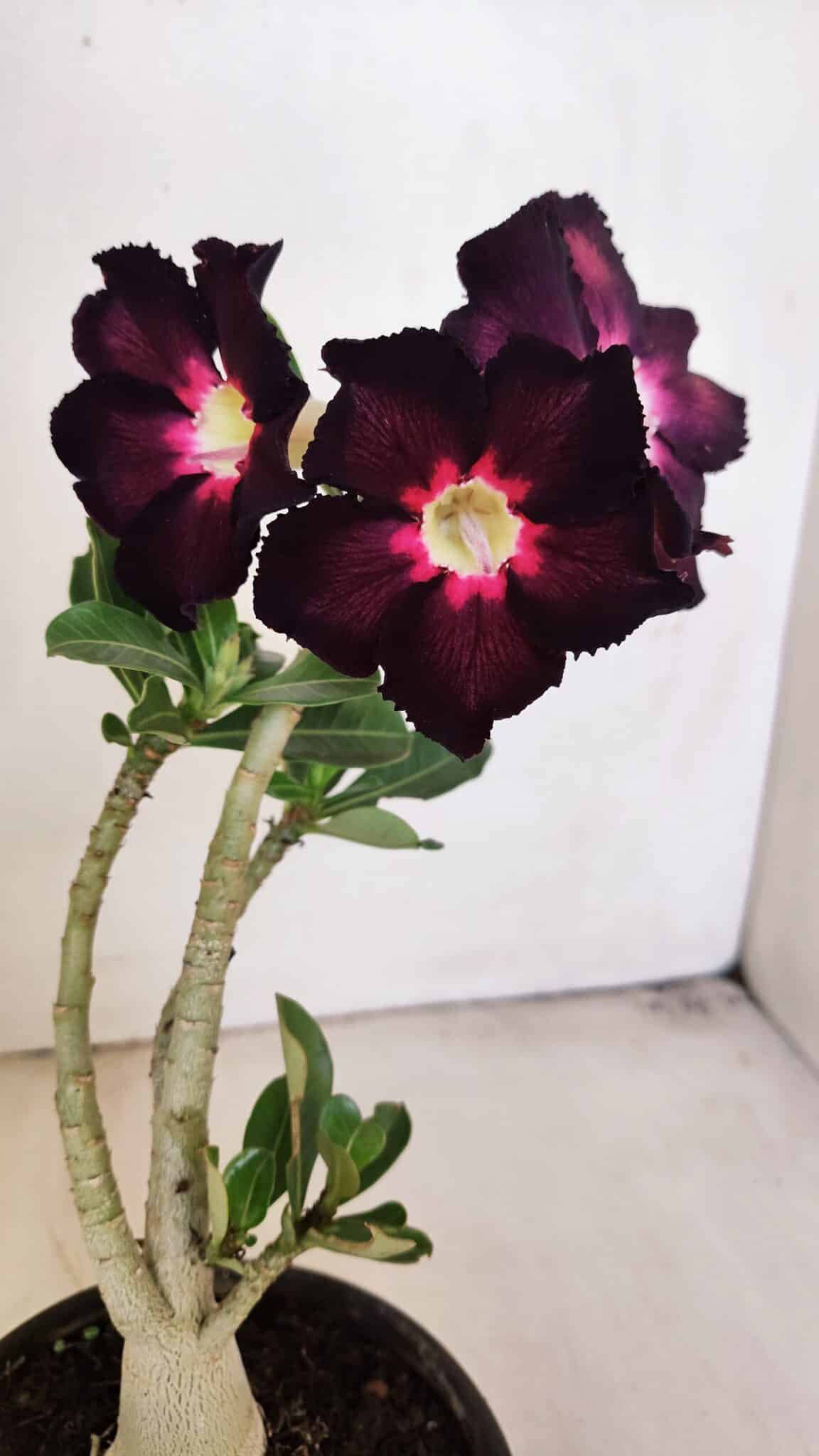 Planta Simples 3208 – 30cm – 02 anos - foto 3