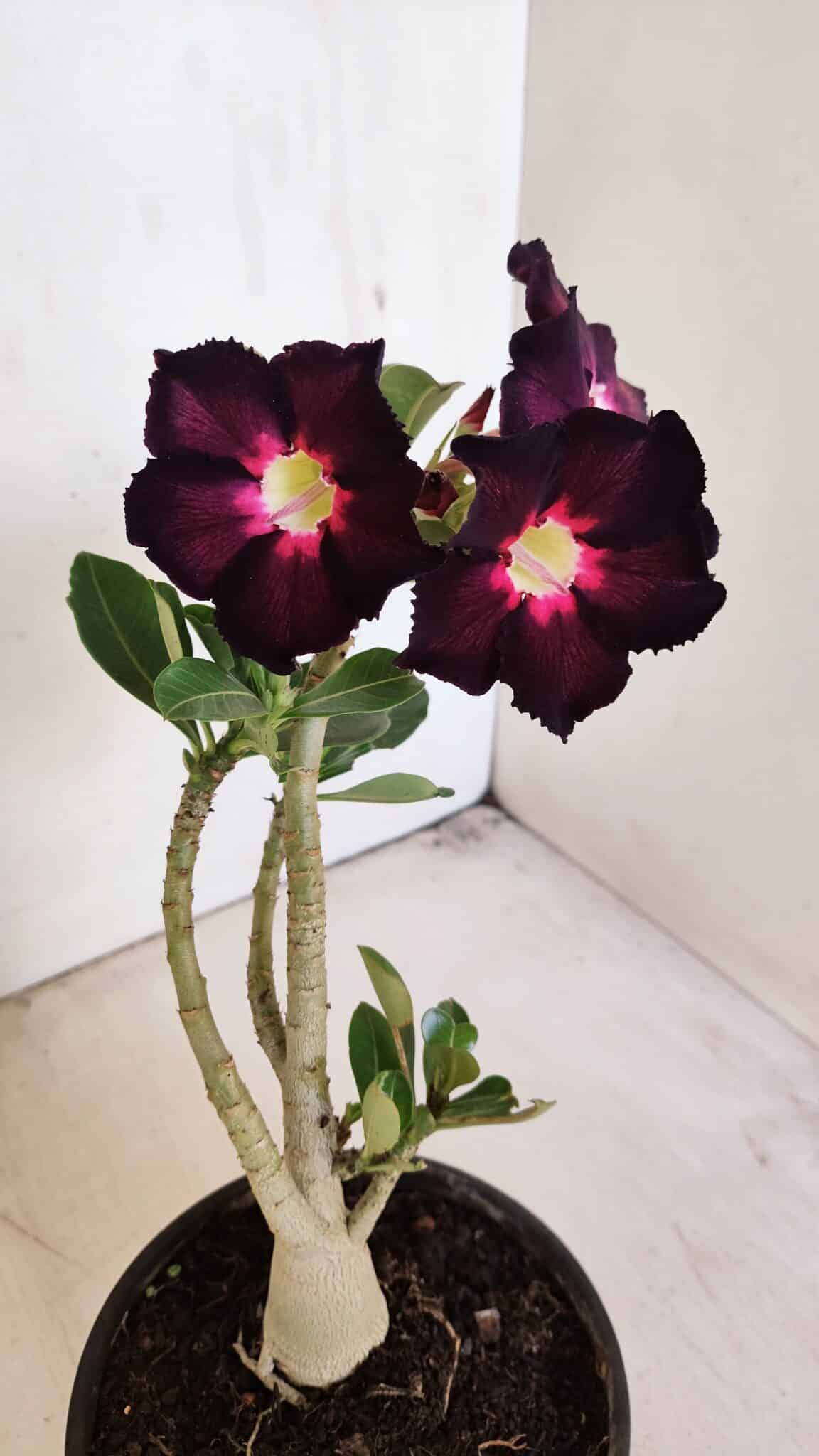 Planta Simples 3208 – 30cm – 02 anos - foto 7