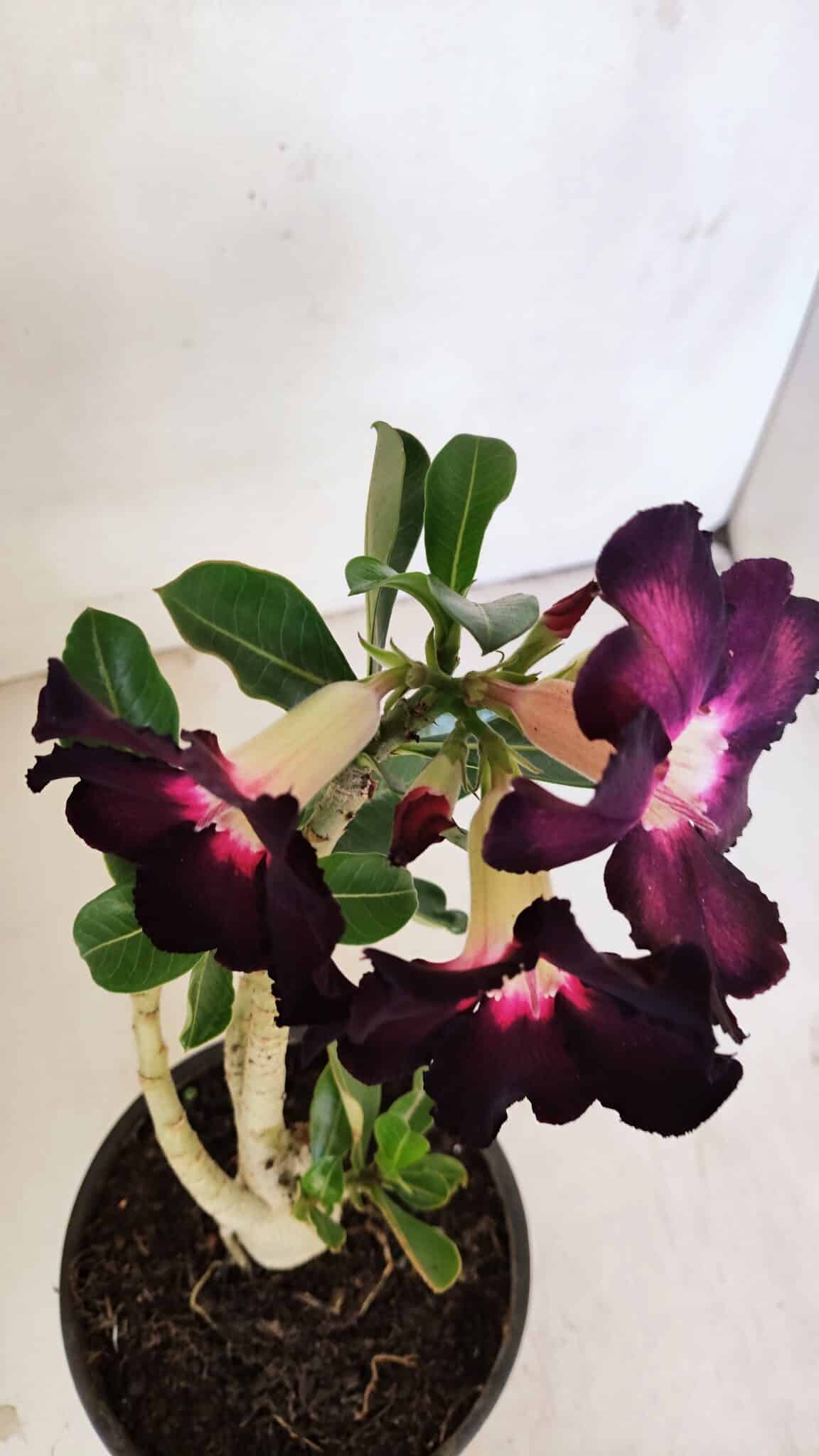 Planta Simples 3208 – 30cm – 02 anos - foto 5