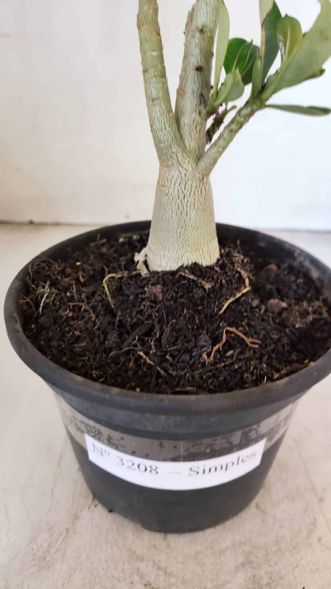 Planta Simples 3208 – 30cm – 02 anos - foto 6