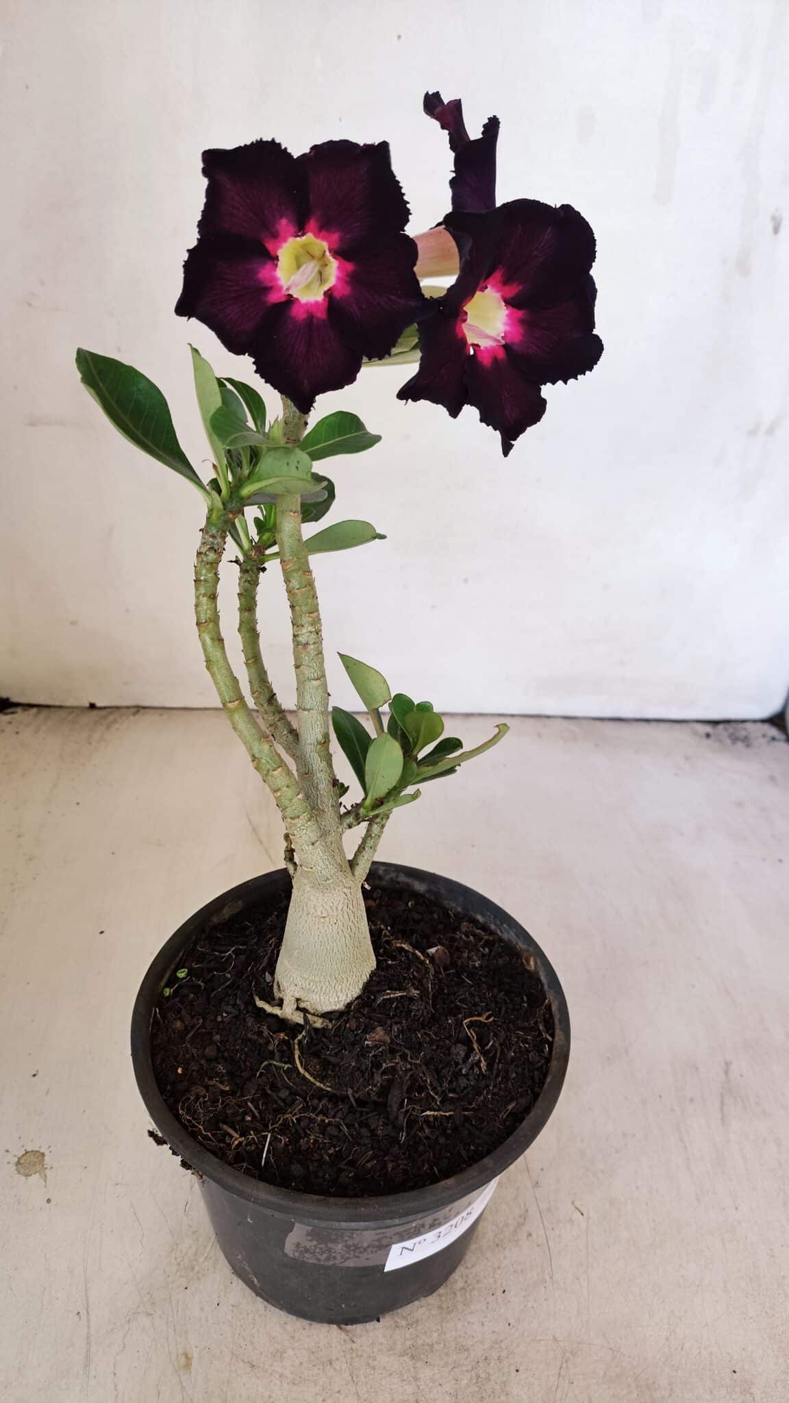 Planta Simples 3208 – 30cm – 02 anos - foto 2
