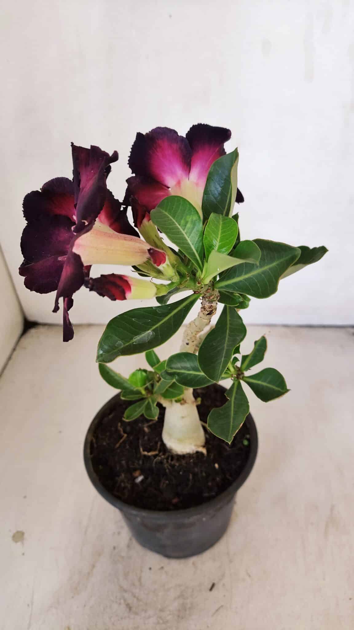 Planta Simples 3208 – 30cm – 02 anos - foto 4