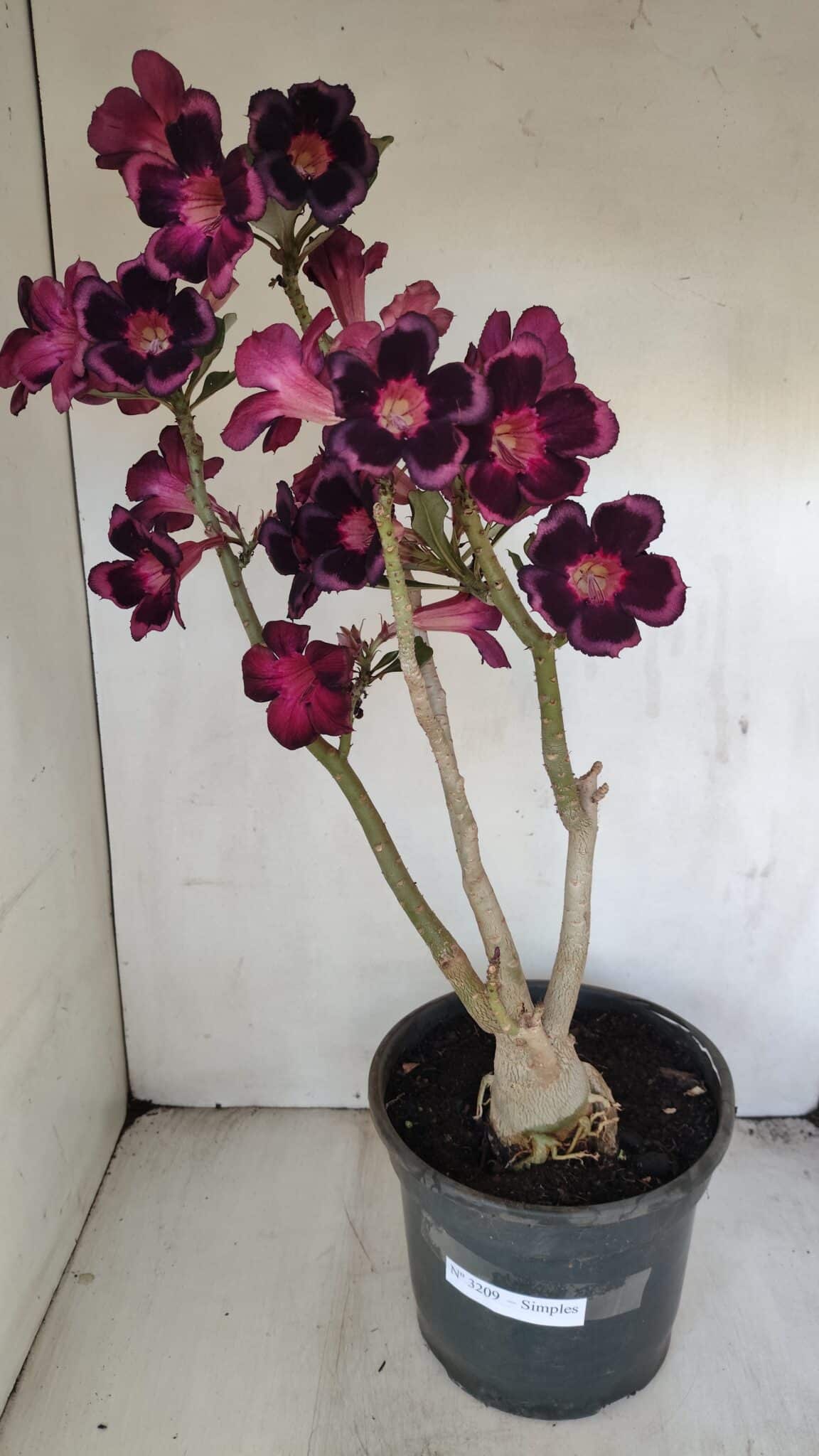 Planta Simples 3209 – 50cm – 04 anos - foto 2