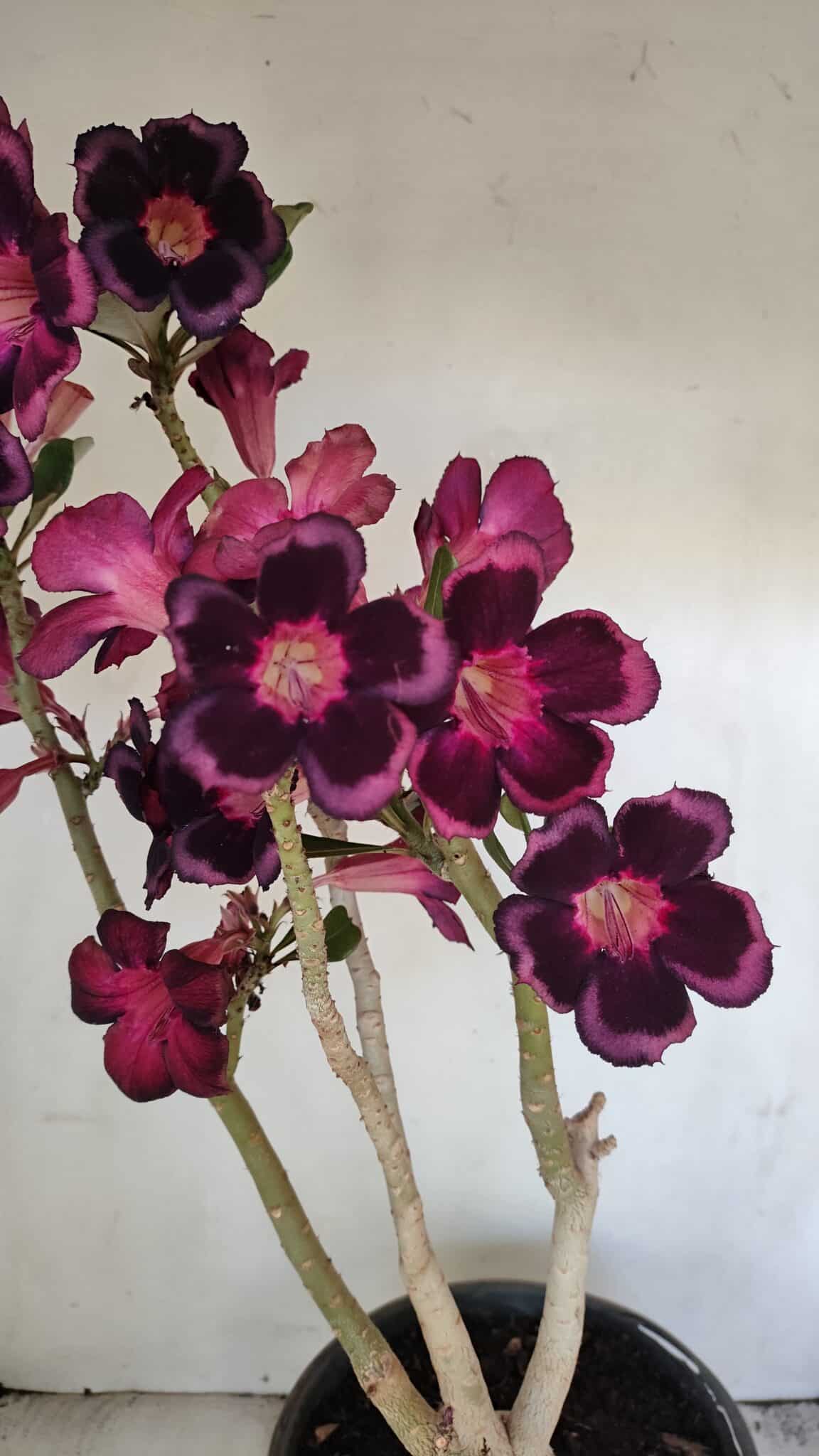 Planta Simples 3209 – 50cm – 04 anos - foto 3